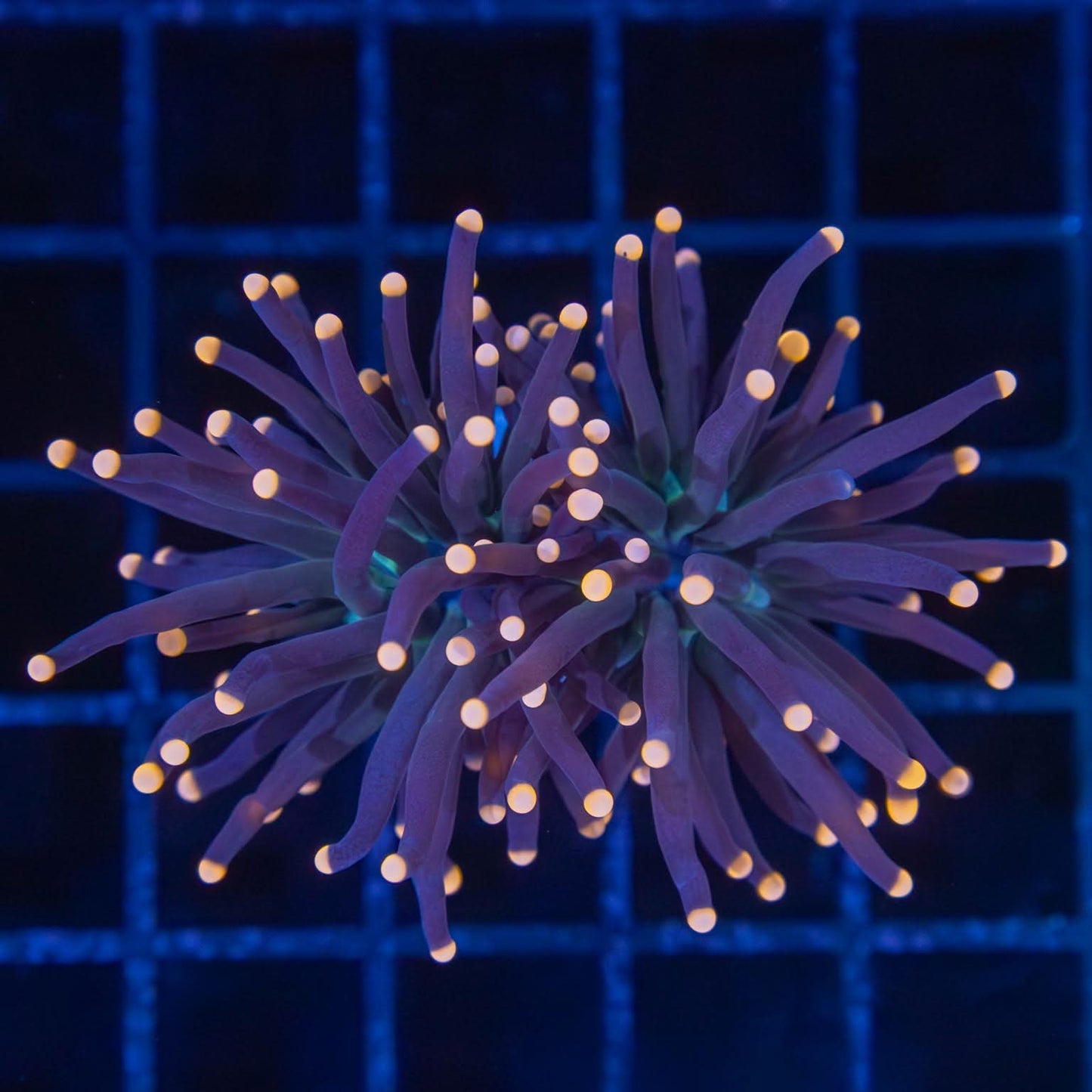 Orange Tip Torch Coral