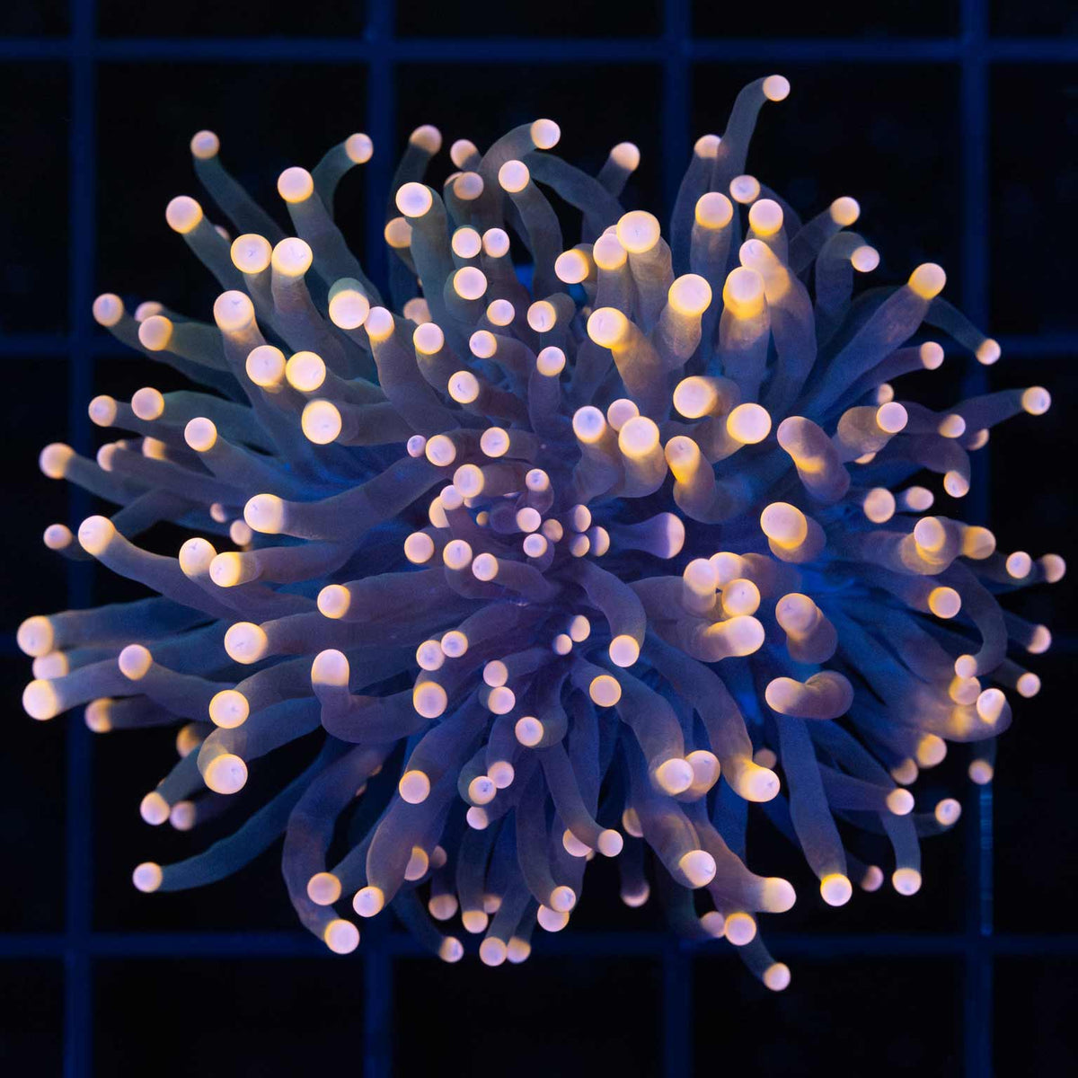 Orange Tip Torch Coral 2 heads