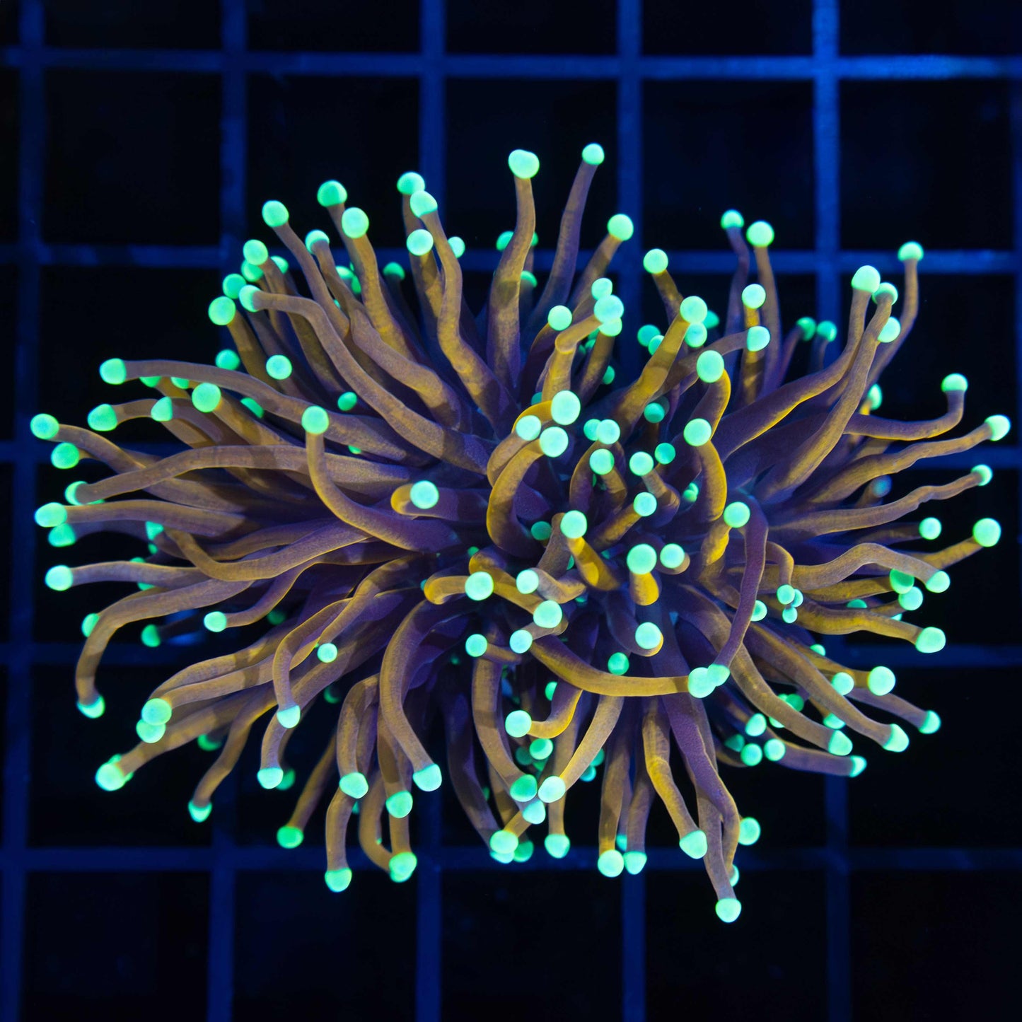 2 Heads Orangish Teal Tip Torch