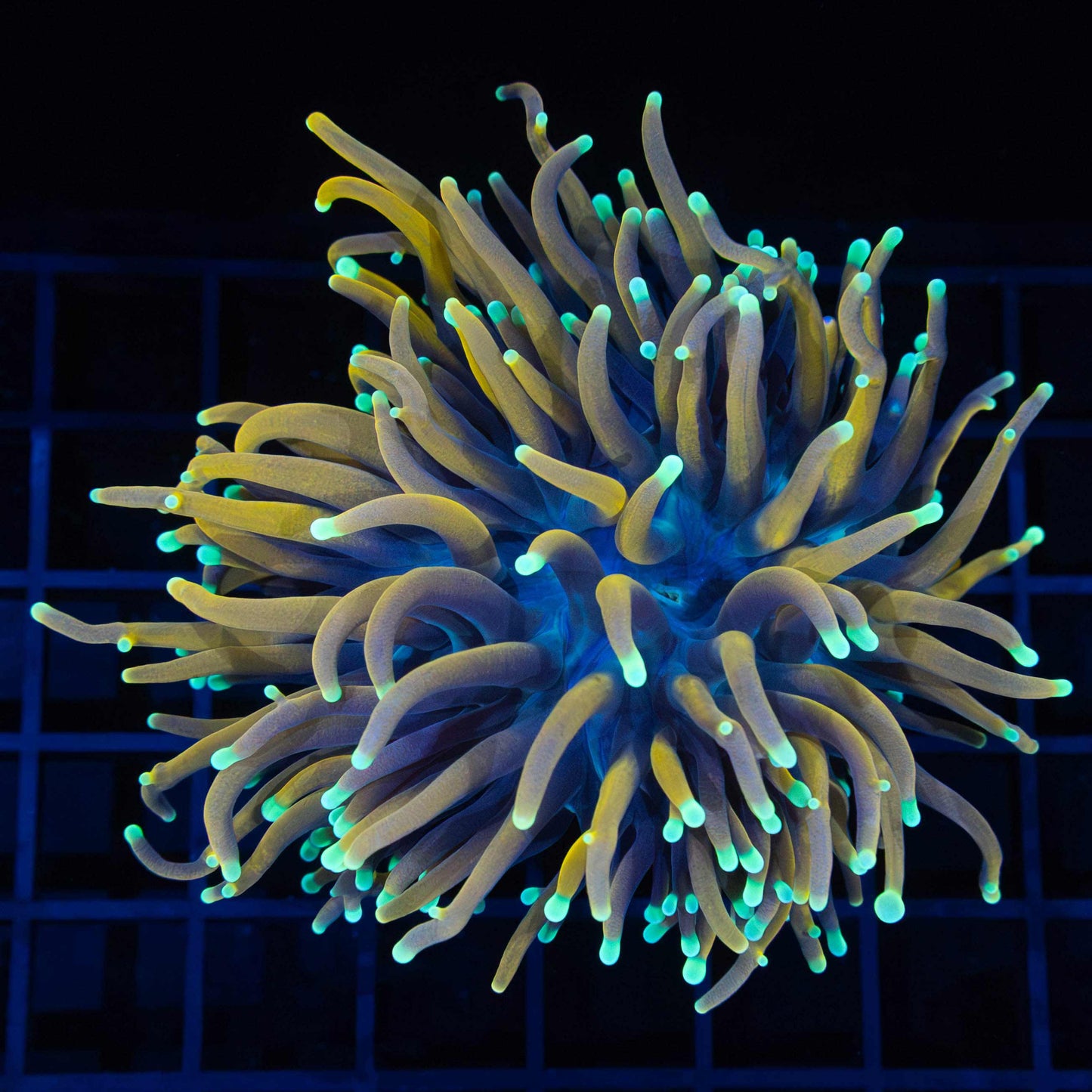 Orangish Teal Tip Torch 4"