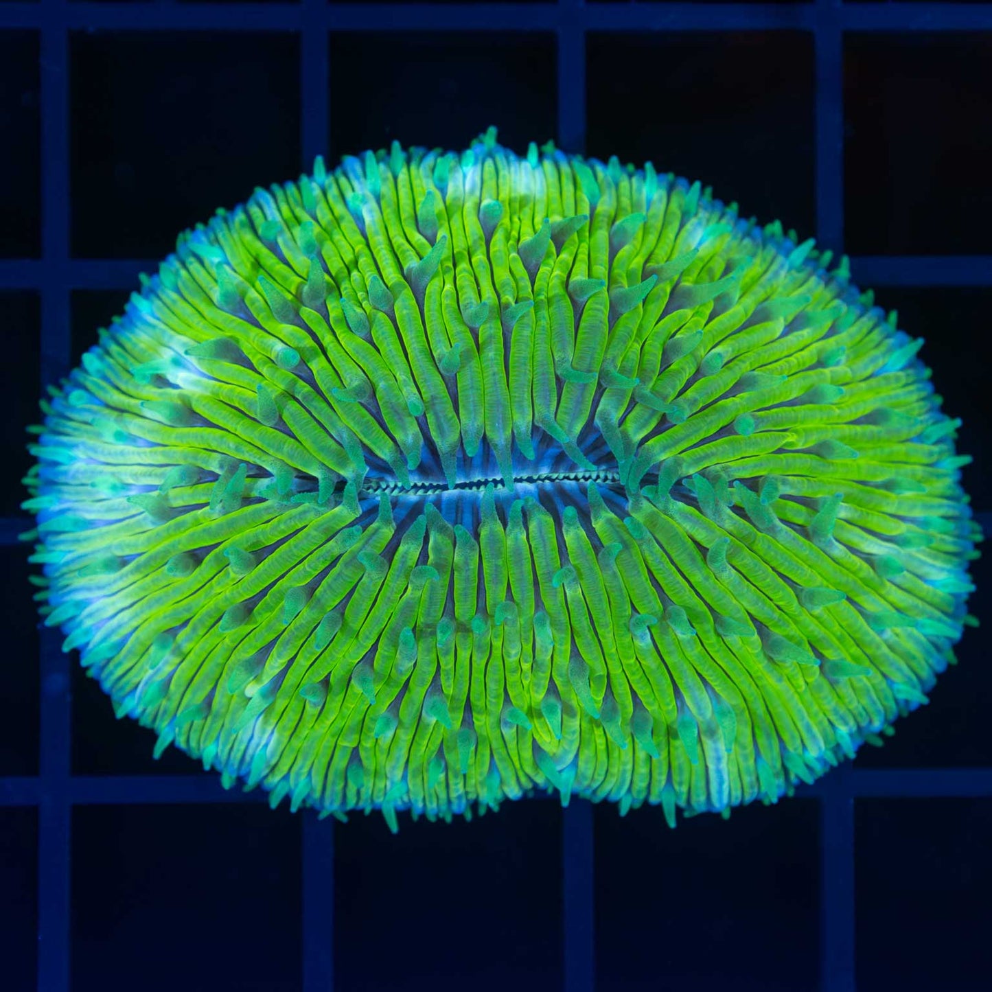 Tongue Coral 2.25"