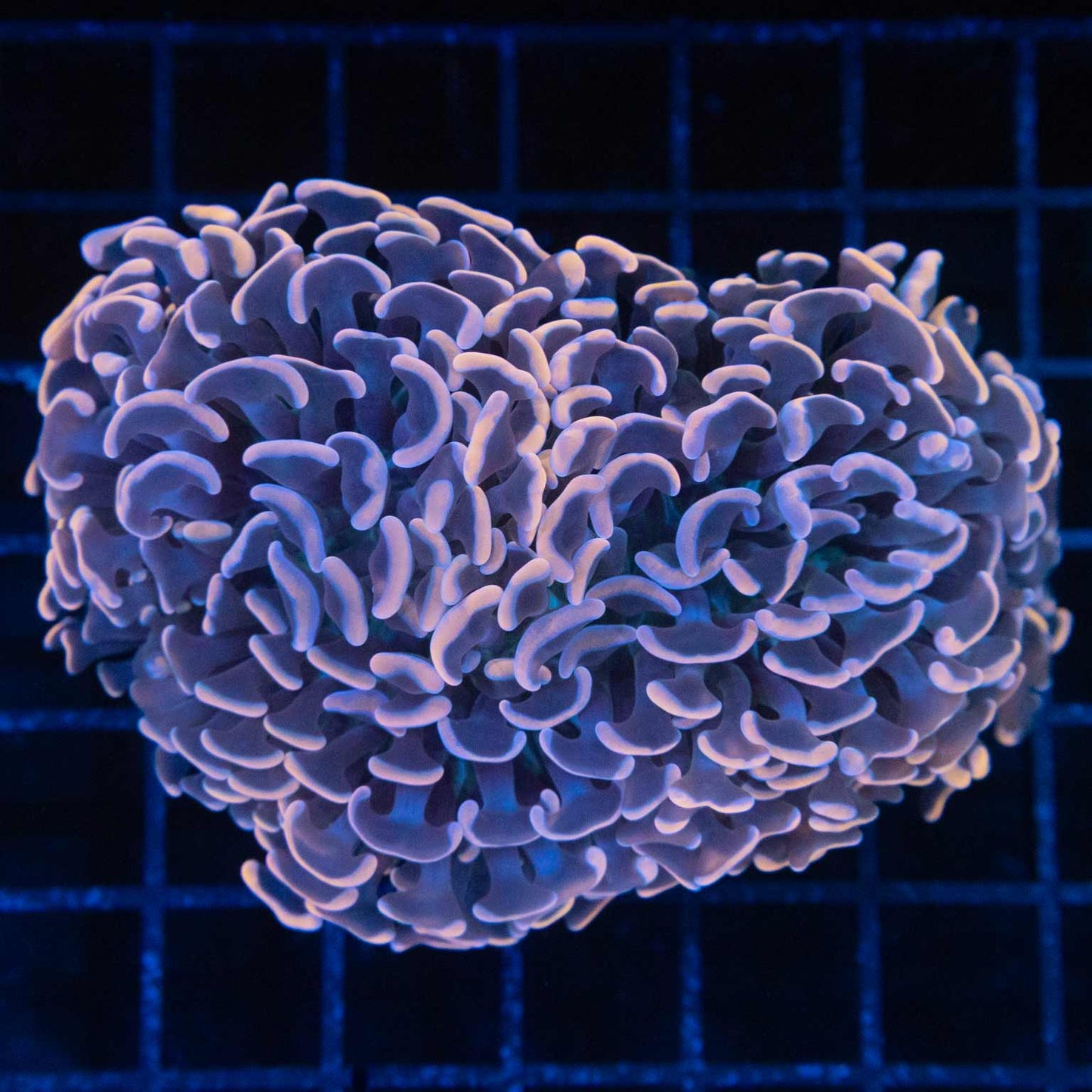 Peach and Purple Hammer Coral 3.75"