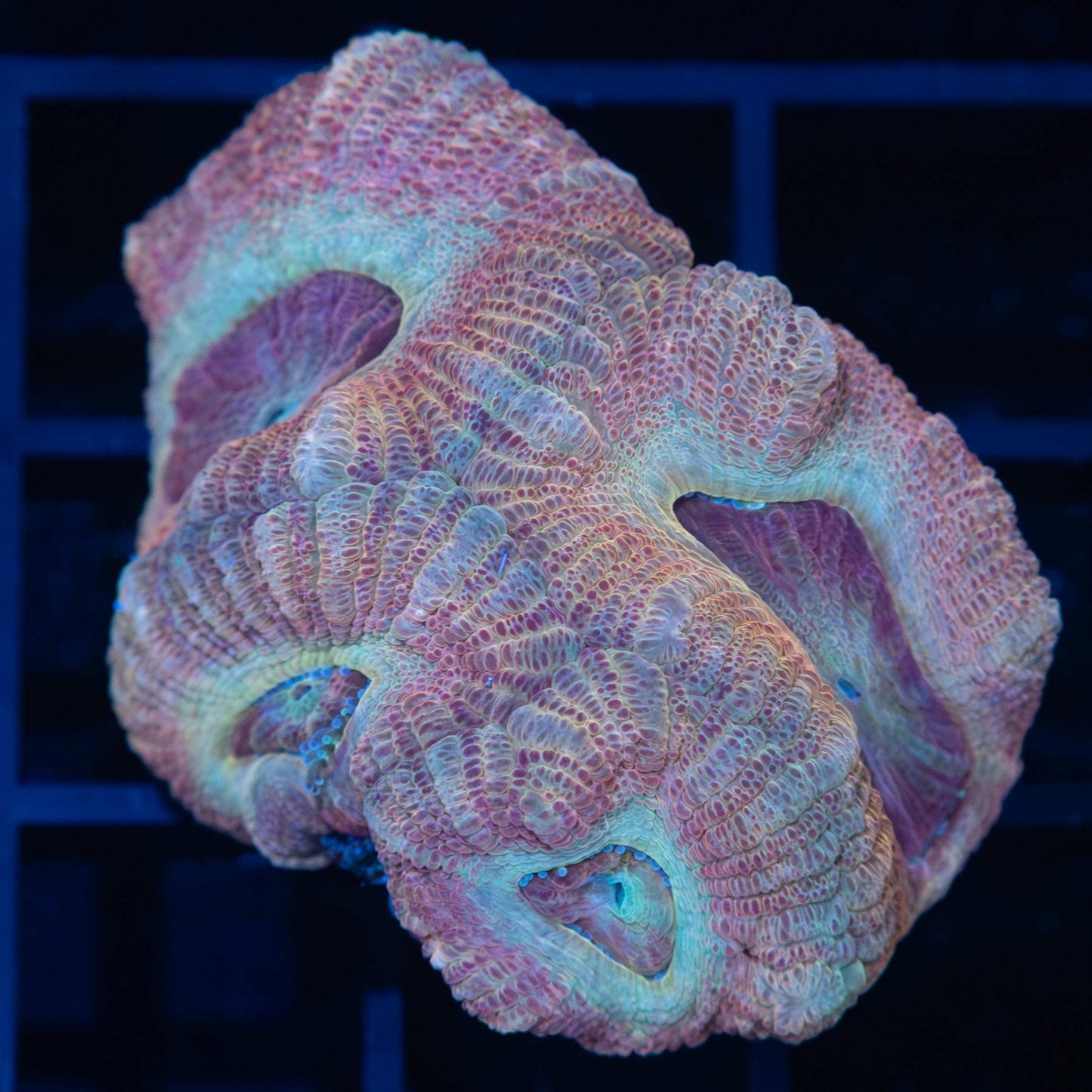 Peach Asian Acan