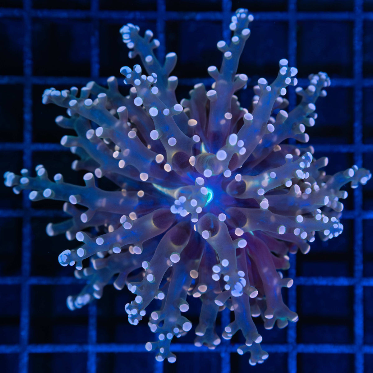 Orange Frogspawn Coral