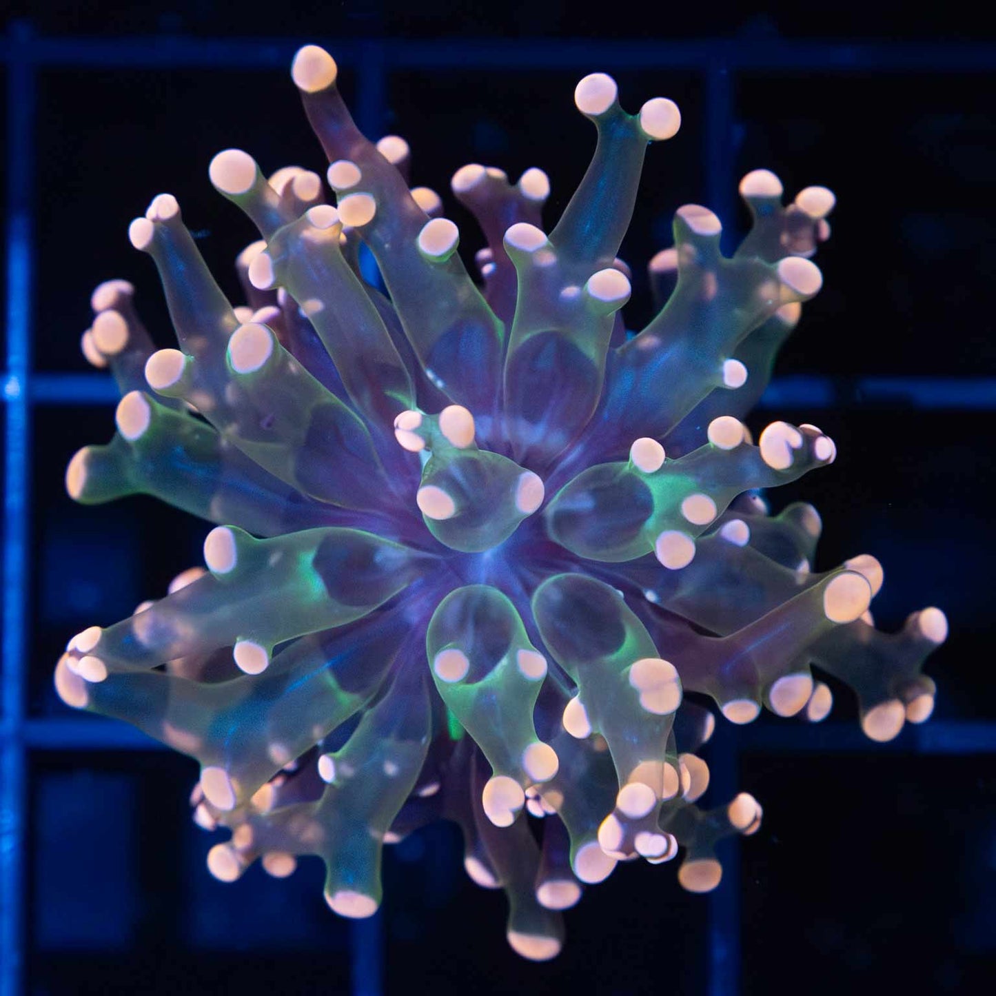 Peach and Teal Frogspawn (Branching)