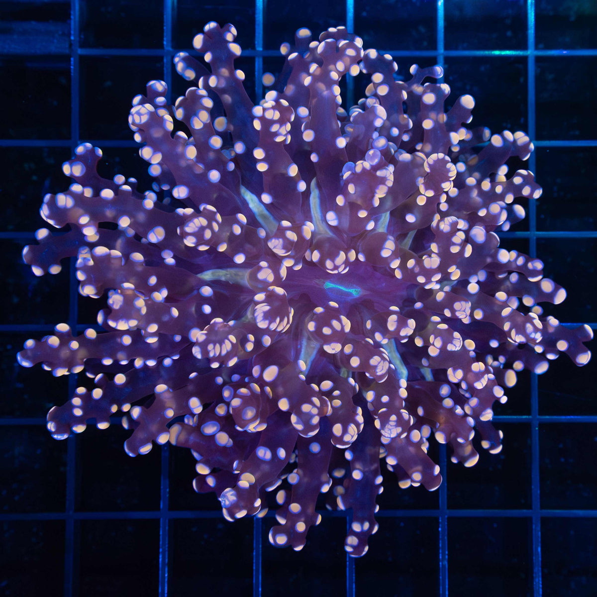 Giant Head Peach Branching Octospawn 4"