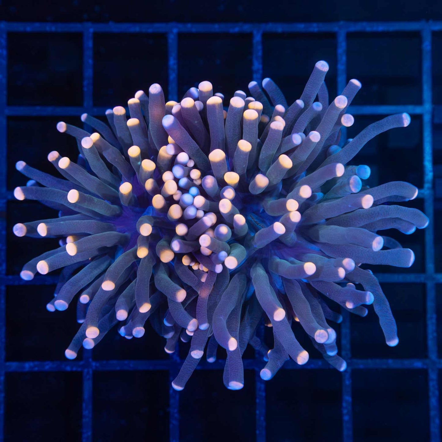 Peach and Purple Torch Coral