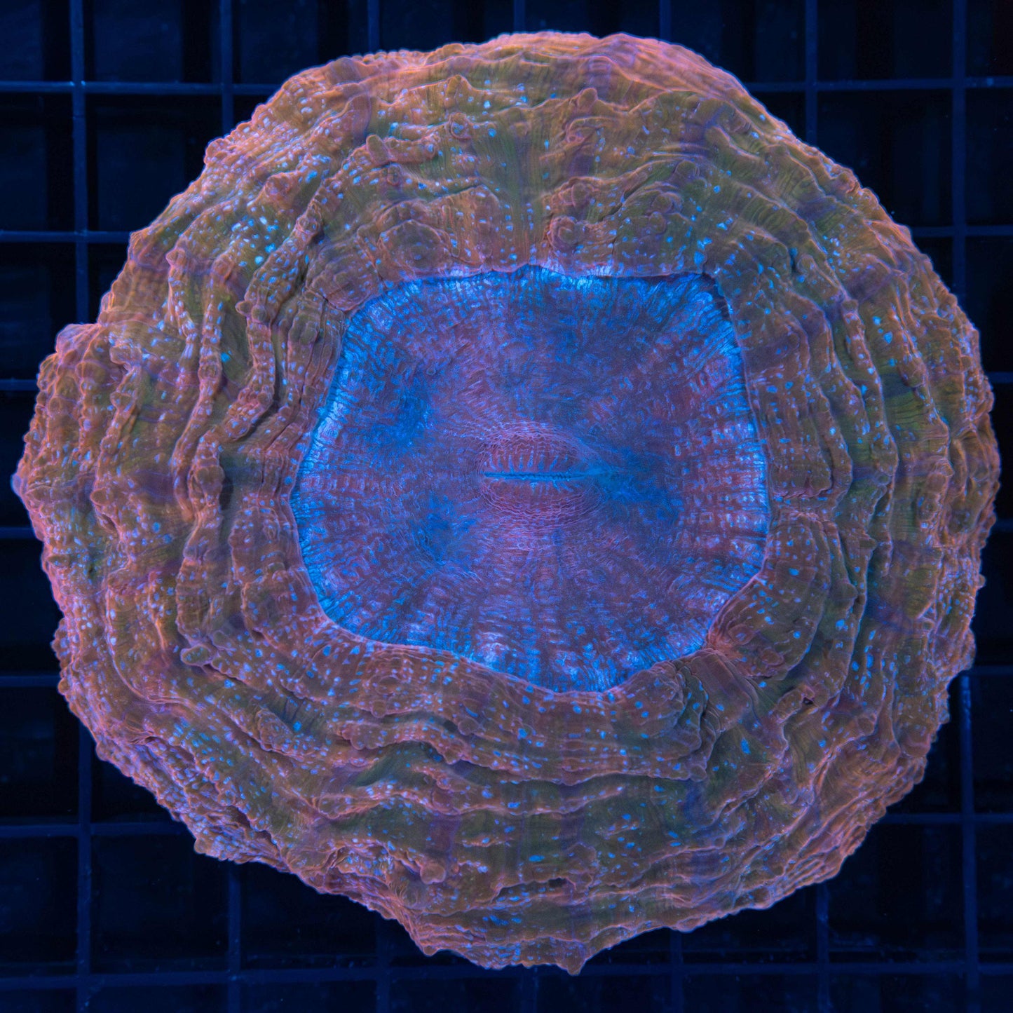 Peach Rainbow Acanthophyllia 4.5"