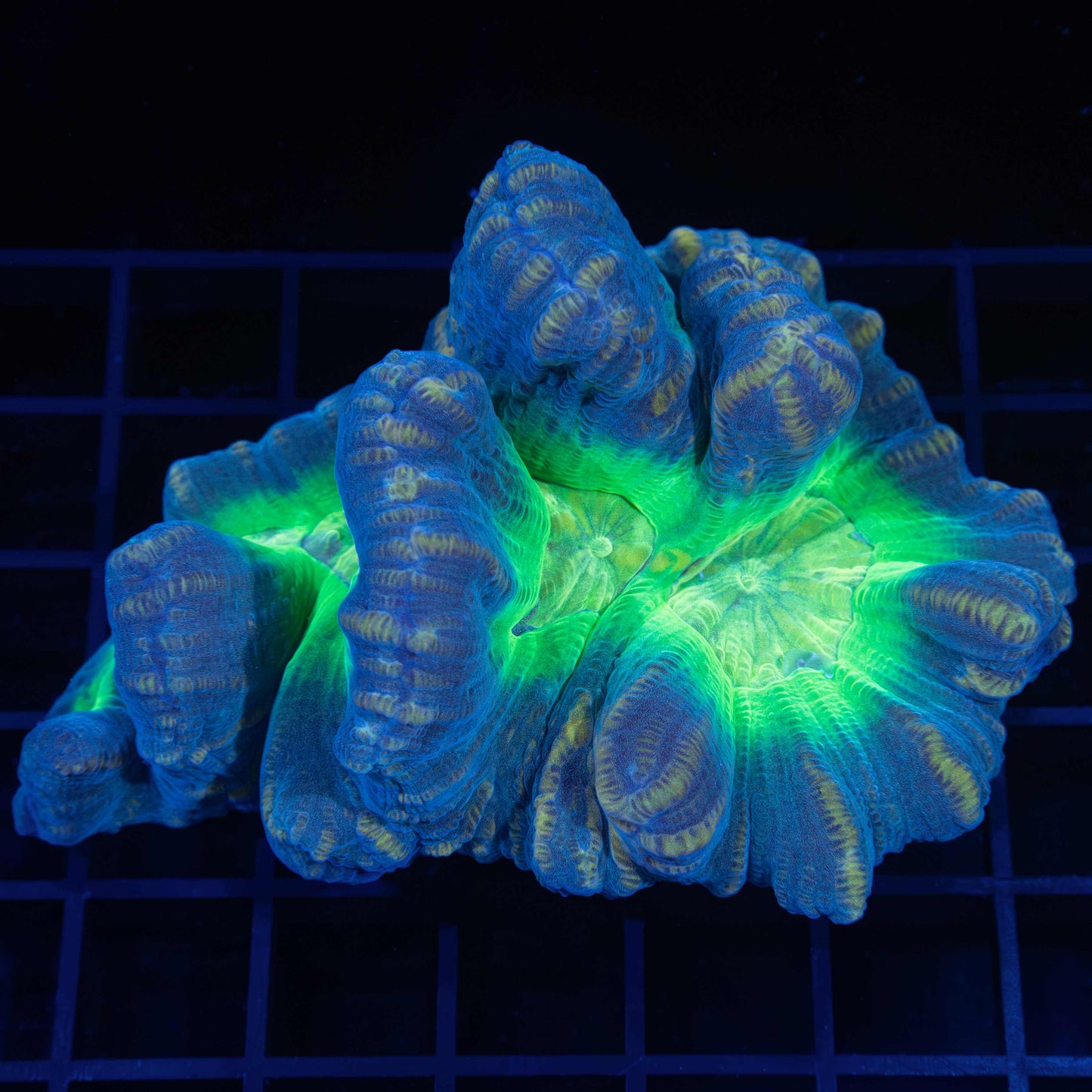 Pectinia Coral Colony 3.5" (Tank Grown)