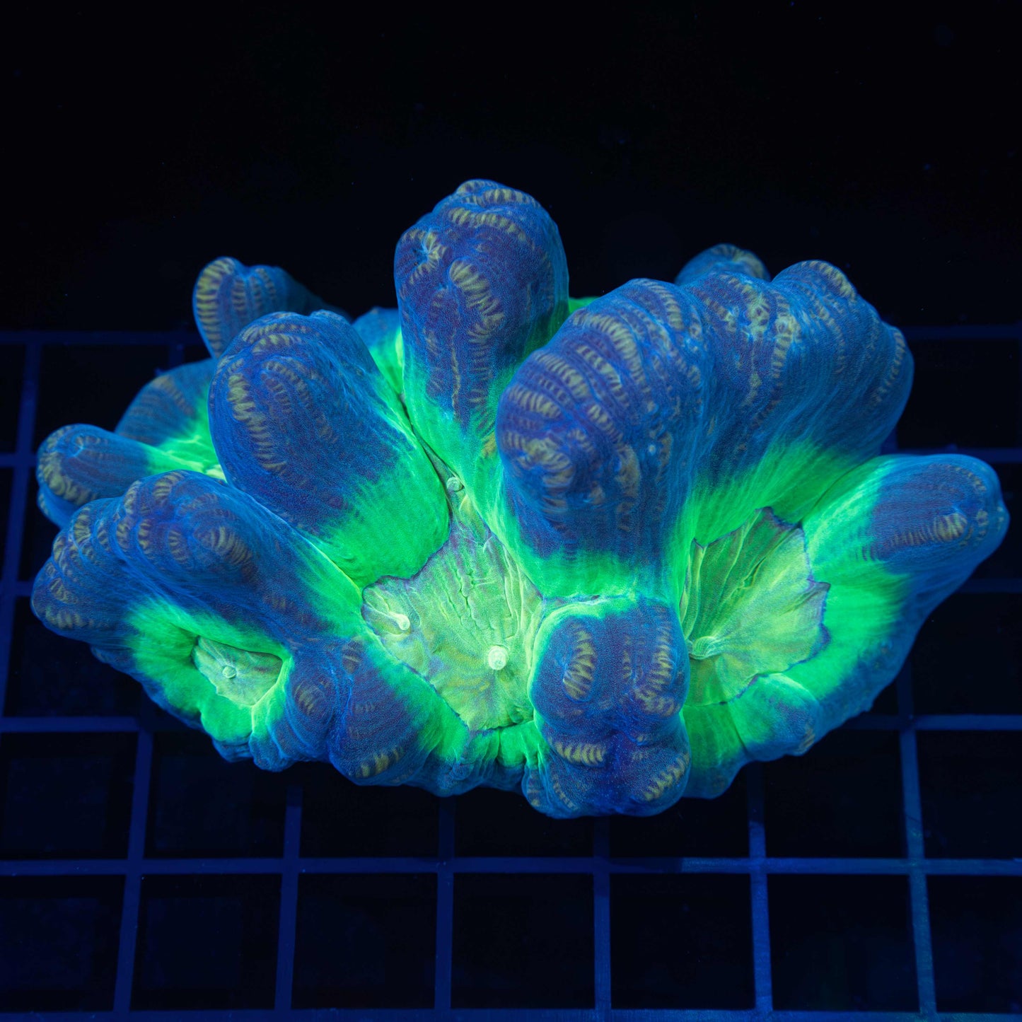 Pectinia Coral Colony 4" (Tank Grown)