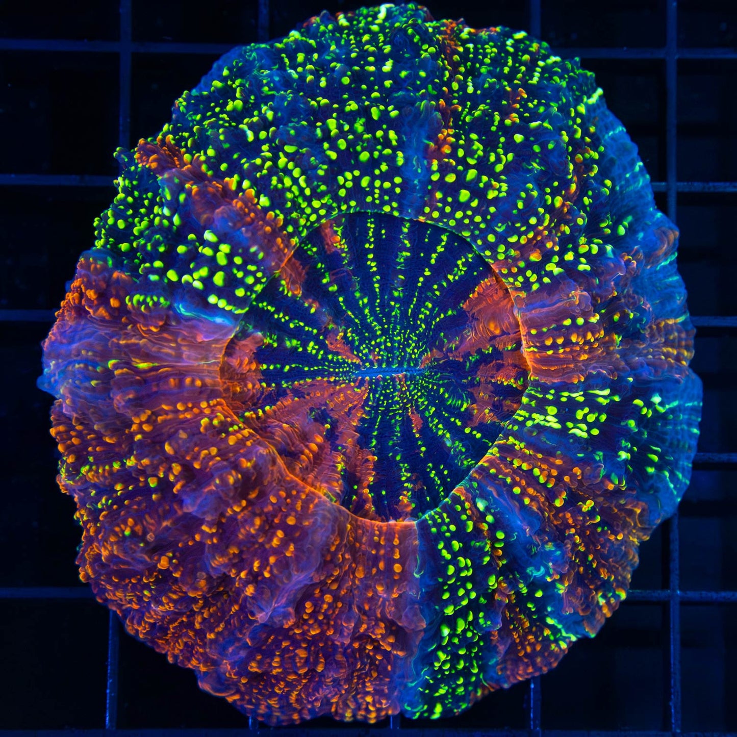 Pillars of Creation Acanthophyllia (Rare Color)
