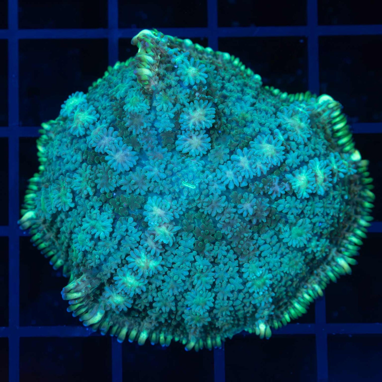 Large Pincushion Mushroom