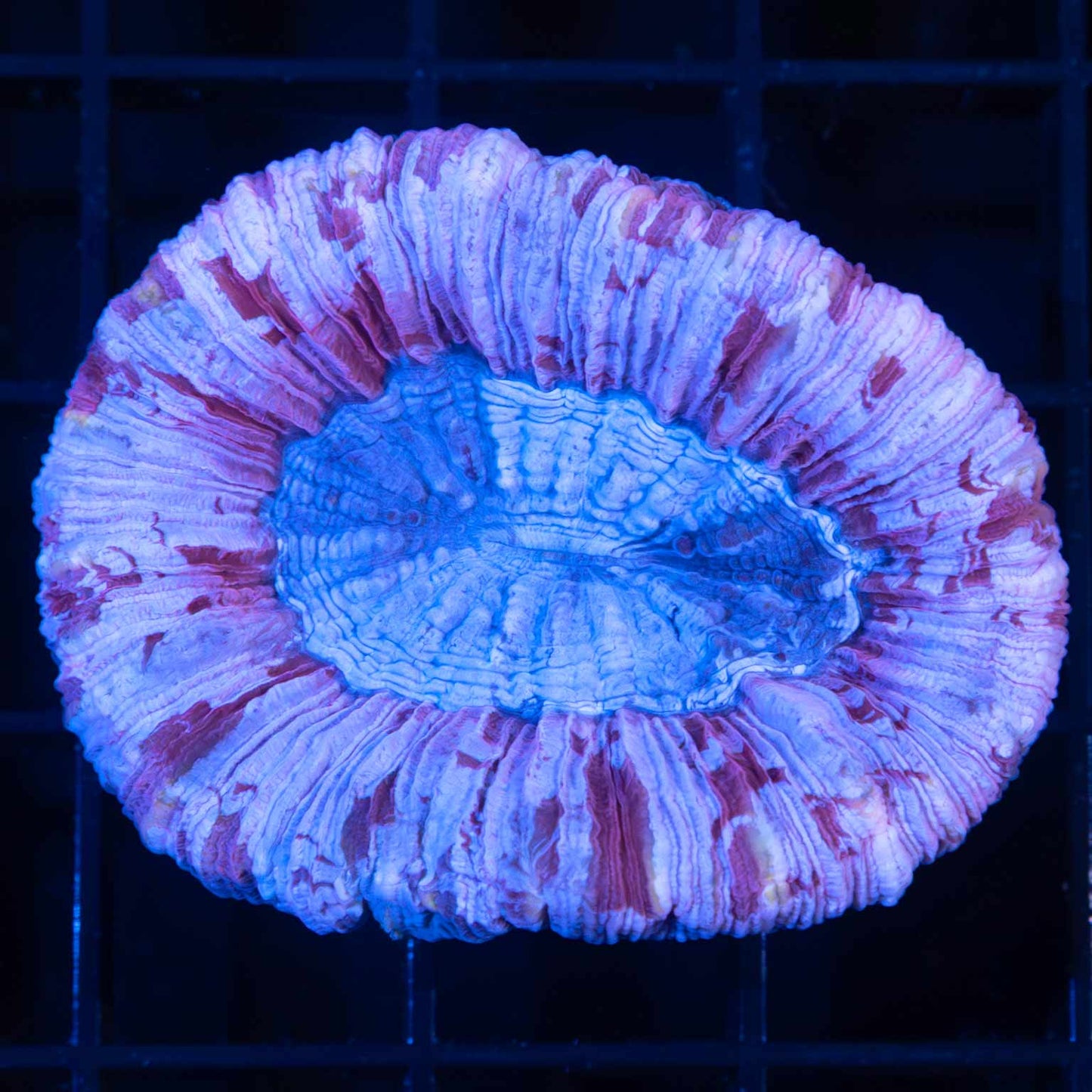 Pink Purple Blue Trachy 2"