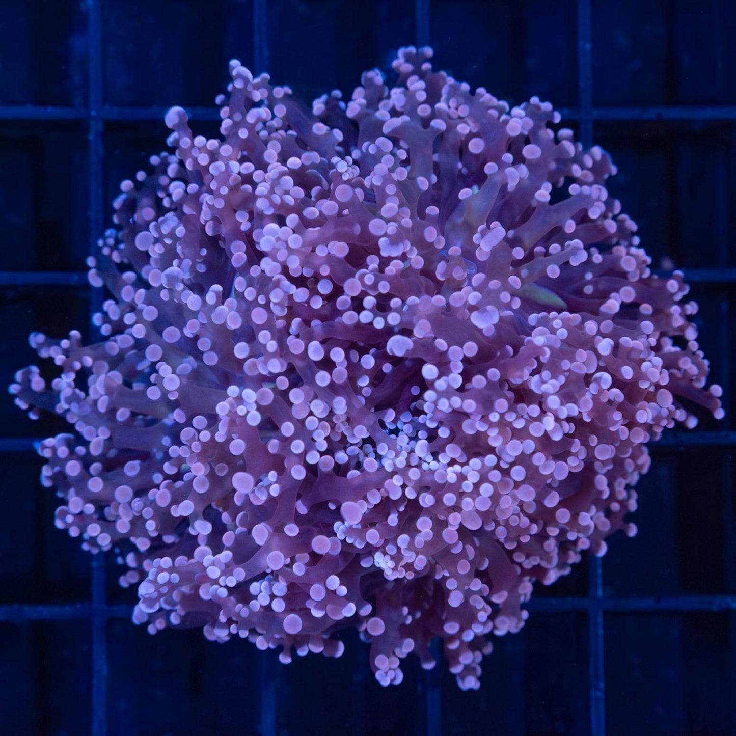 3 Head Purple Branching Frogspawn