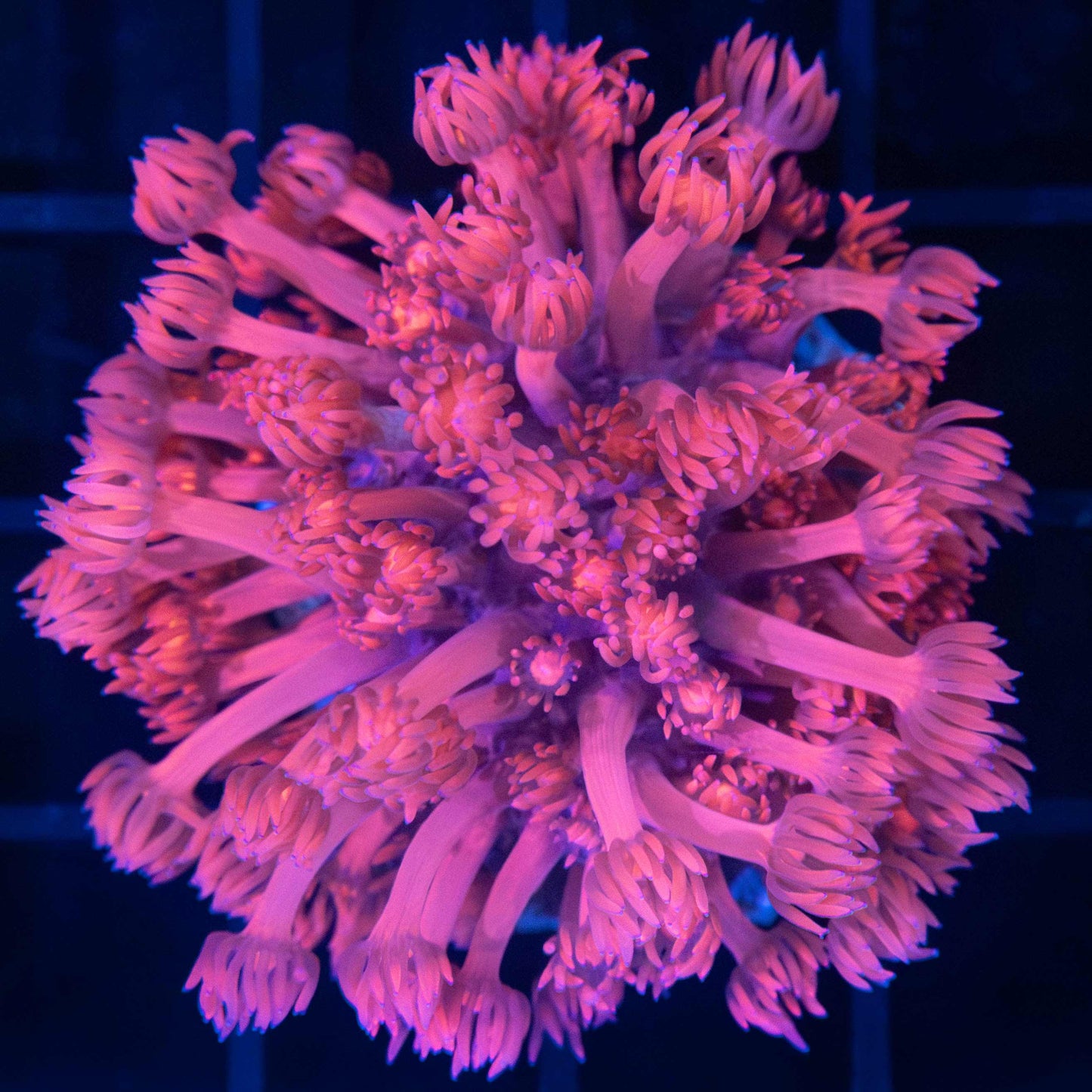 Hot Pink Goniopora Colony