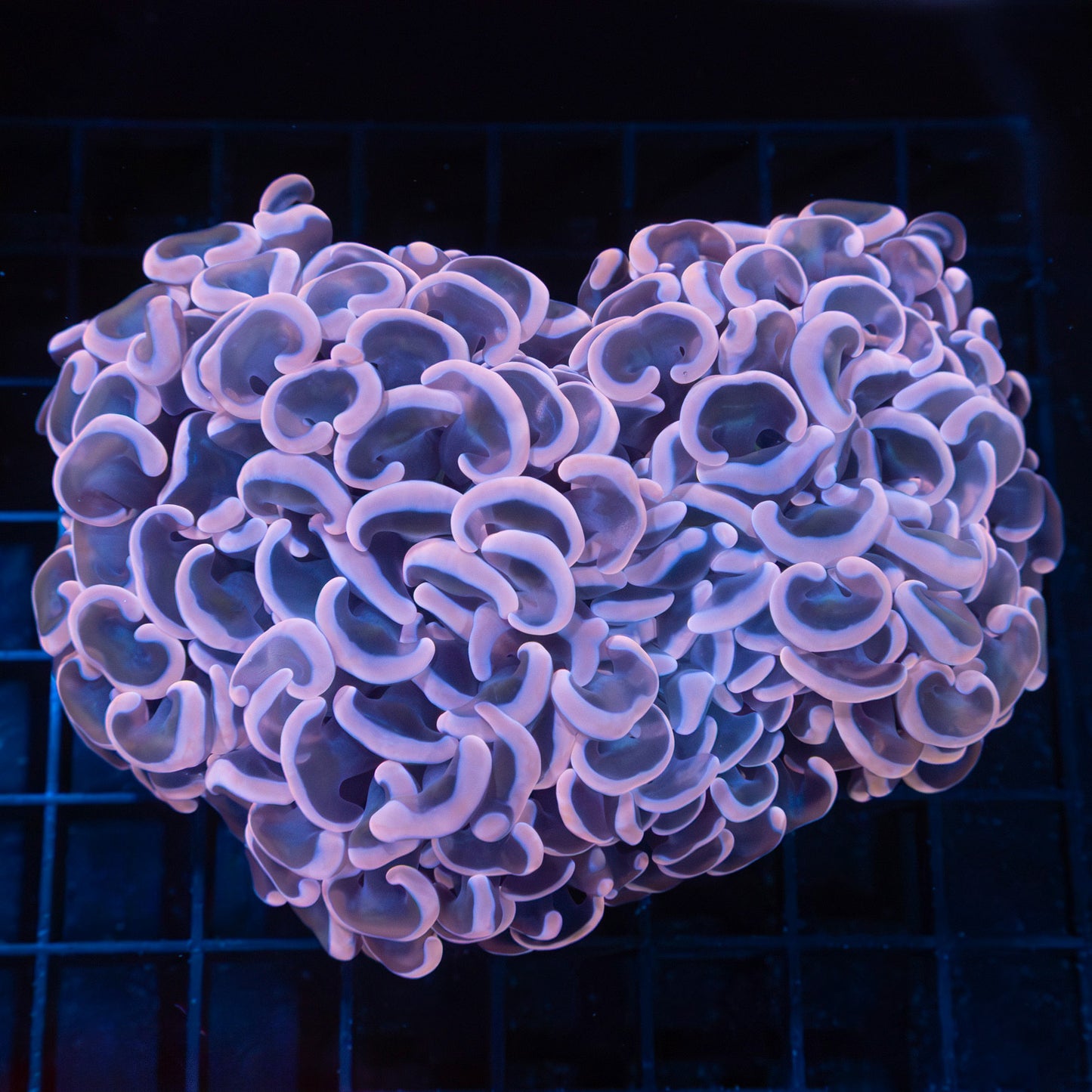 Pinkish Hammer Coral 4.75"