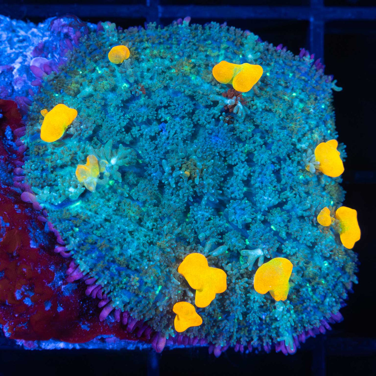 Pink Rim Bounce Mushroom Coral