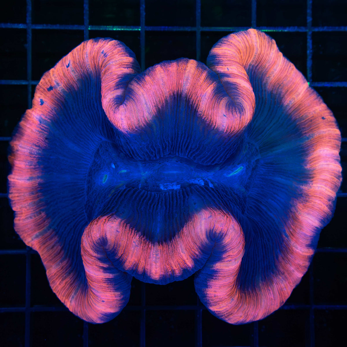 Pink Trachyphyllia