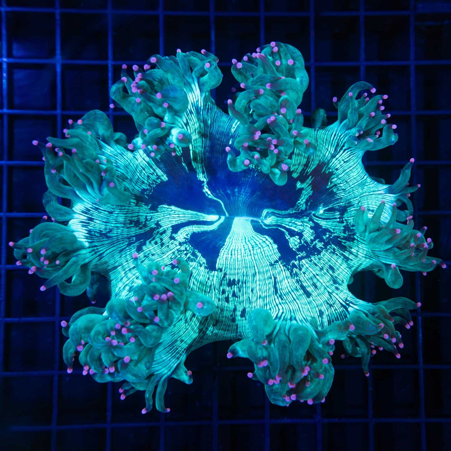 Pink Tip Teal Elegance 5.25"