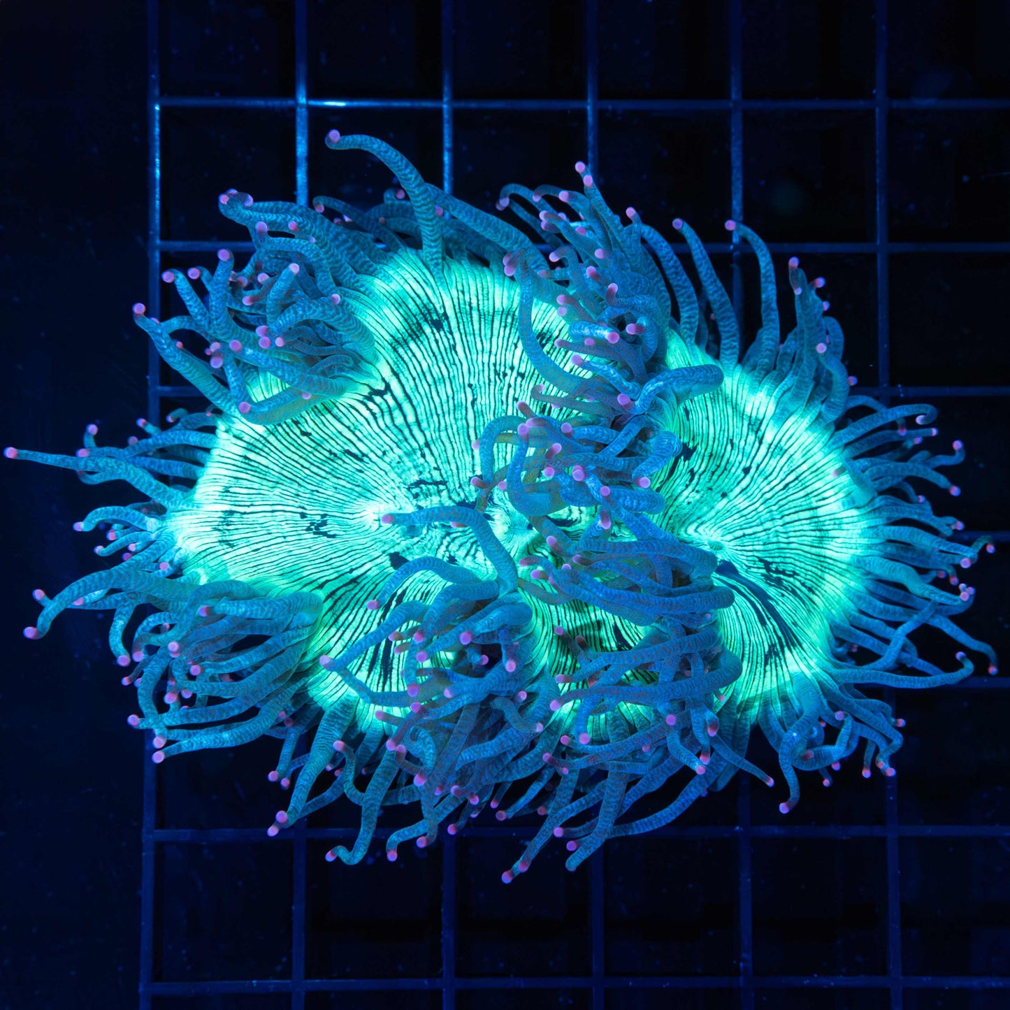 Pink Tip Teal Elegance 4.5"