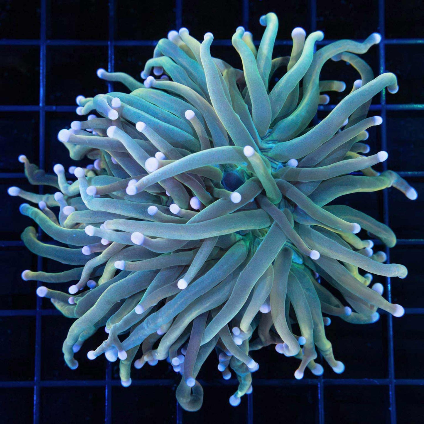 Large Unique Pink Tip Torch Coral