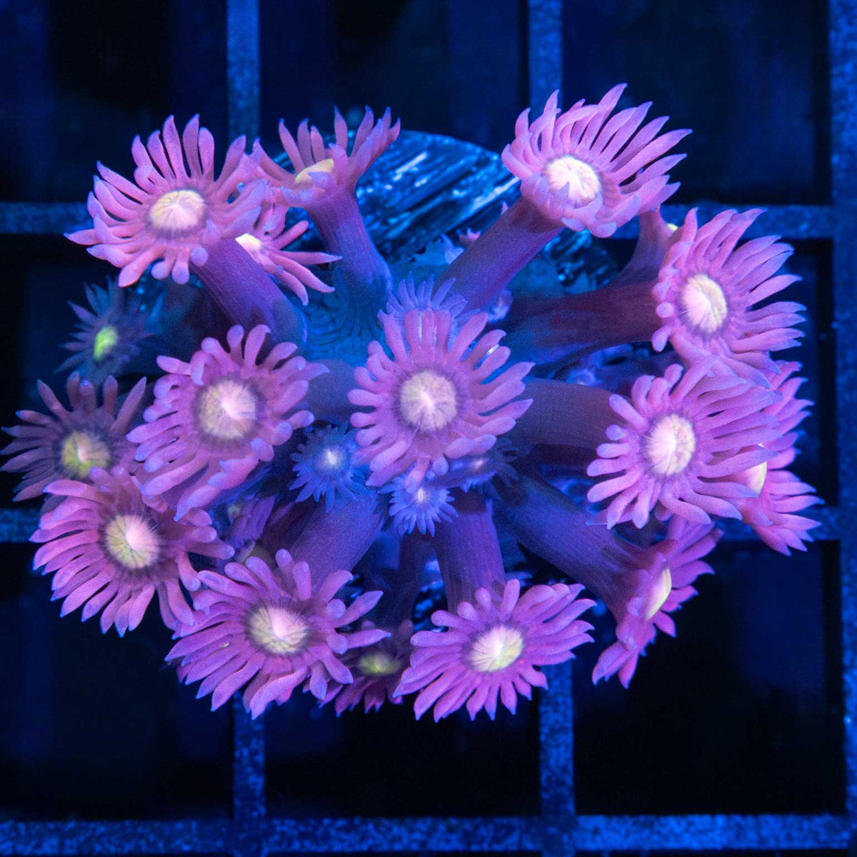Hydrangea Goniopora