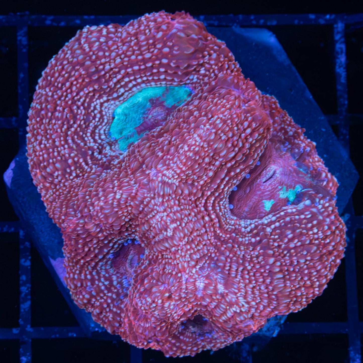 3 Color Bowerbanki 2"