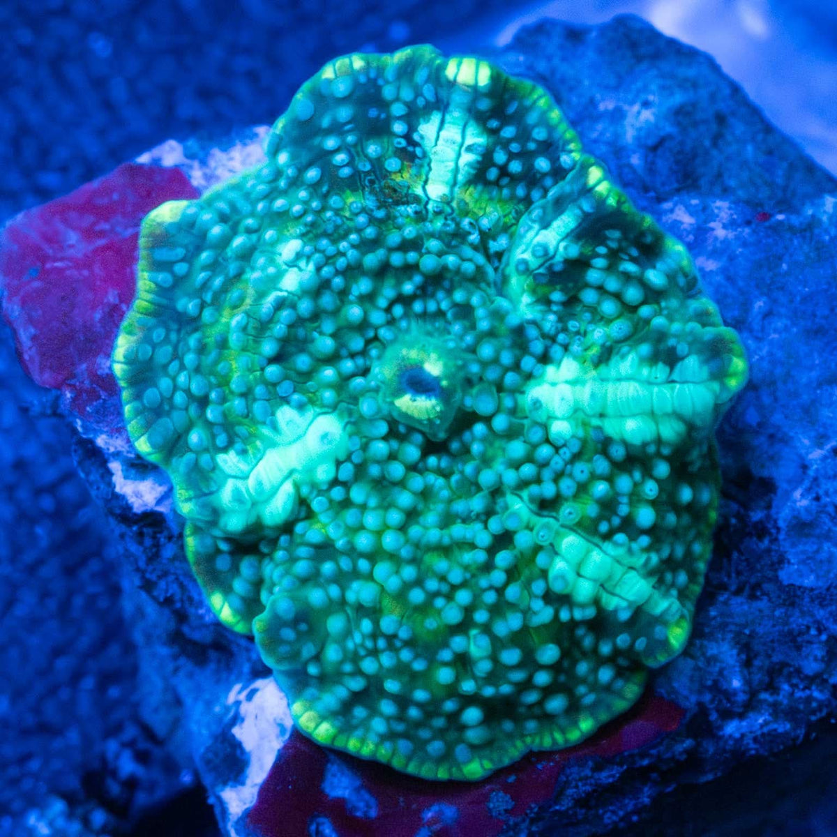 spotted green mushroom coral