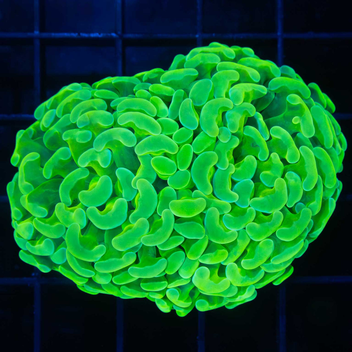 Pure Toxic Hammer Coral