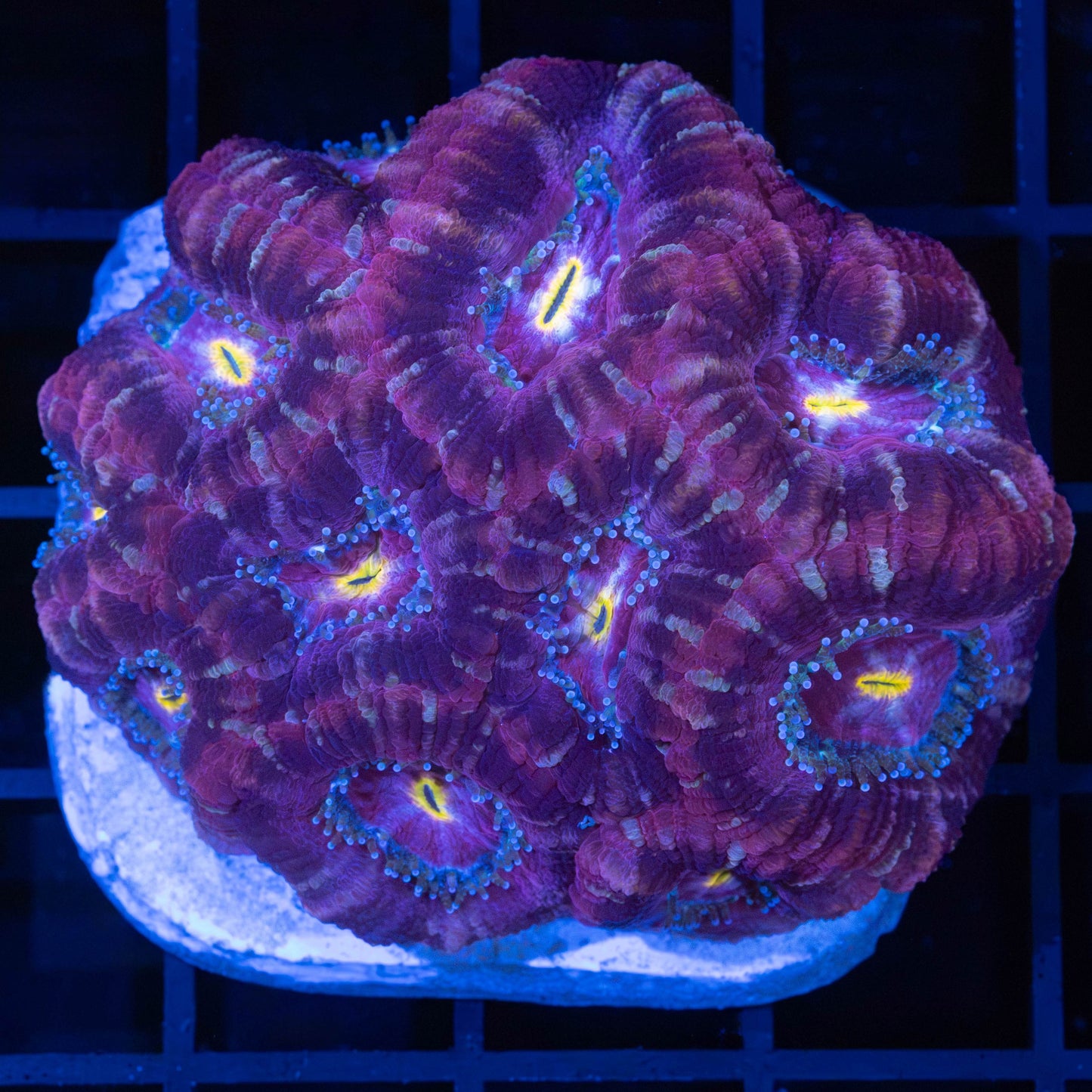 Purple Yellow Mouth Asian Acan Colony