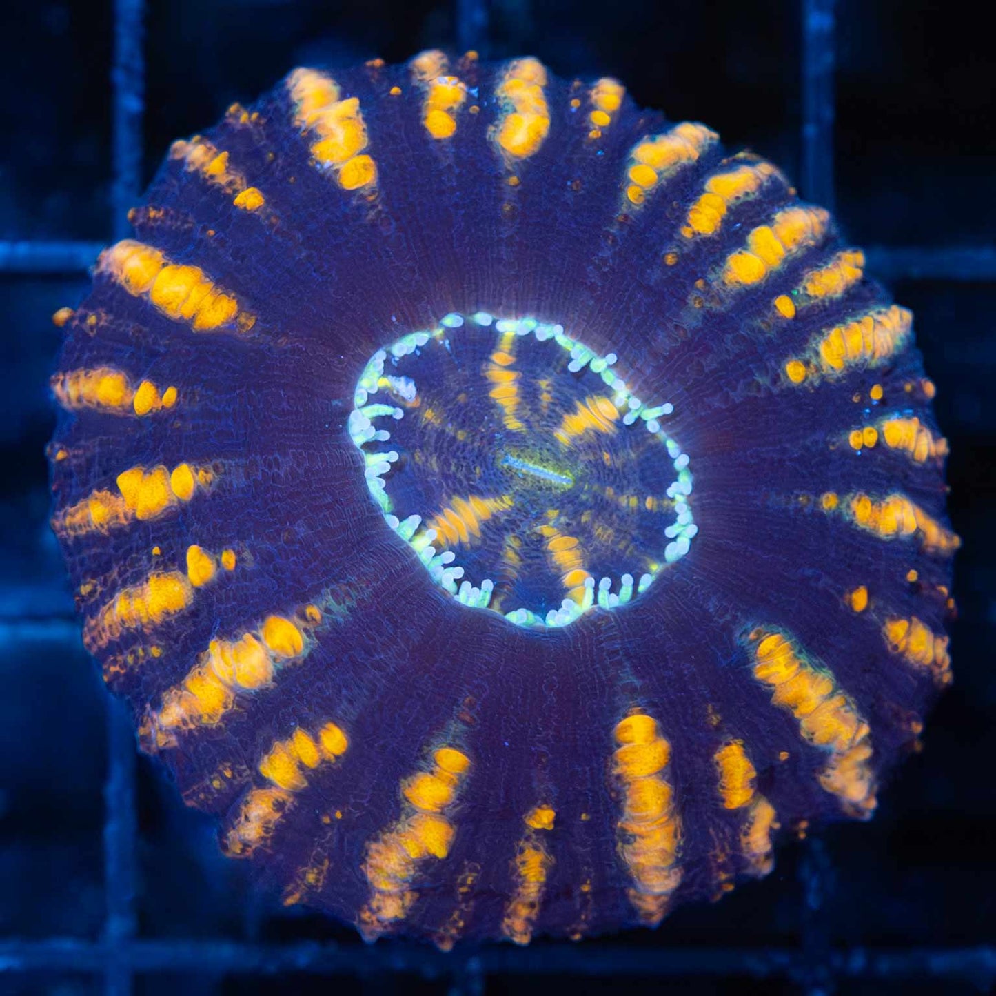 Purple Gold Button Scoly
