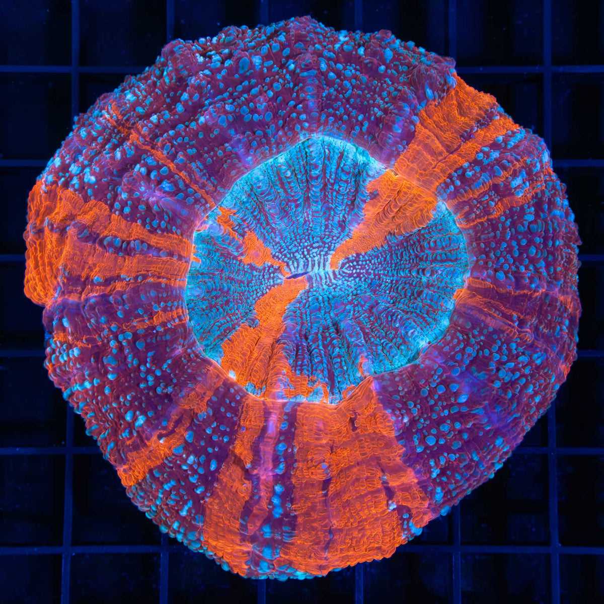 Purple Blue Orange Acanthophyllia