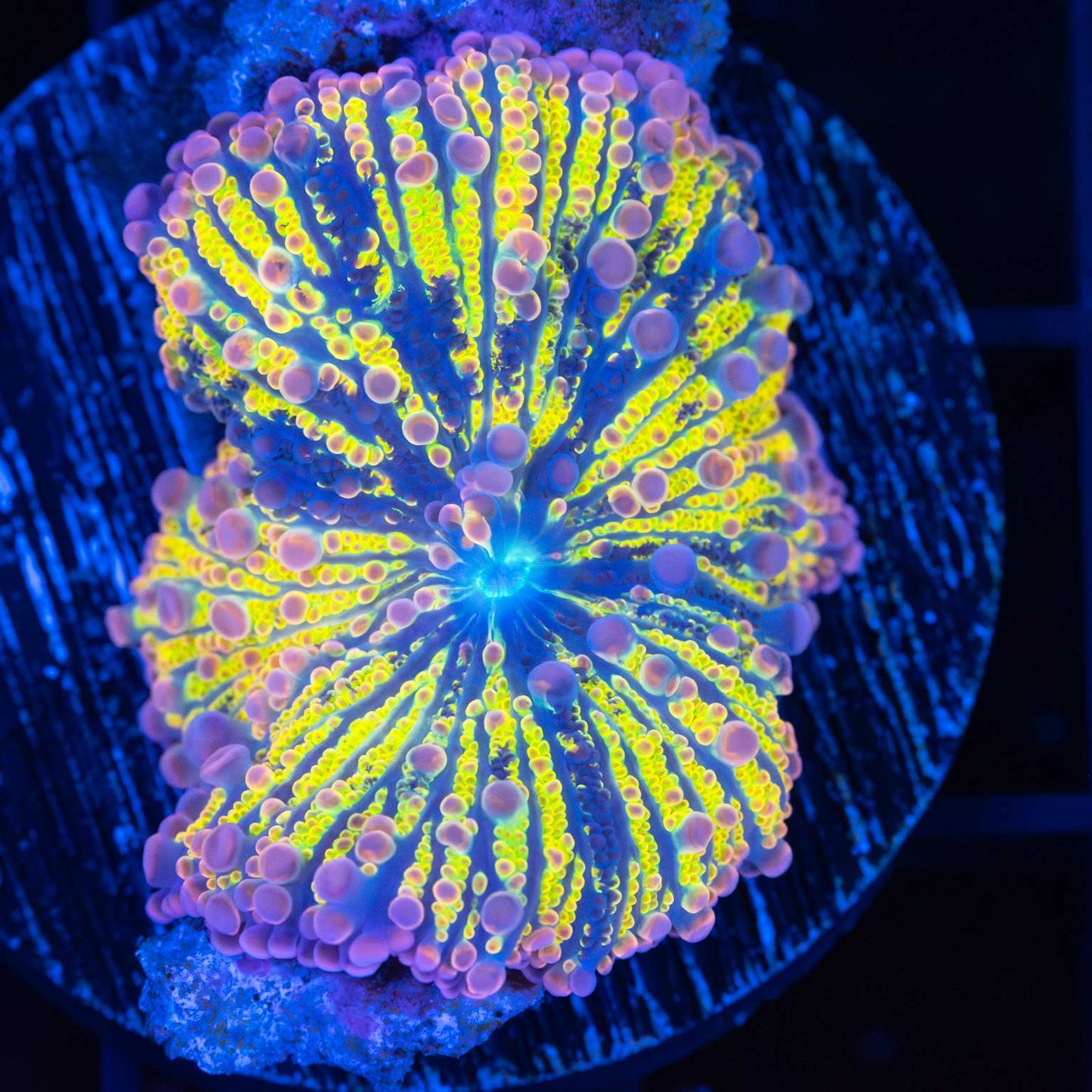 Large Yellow Purple Blue Yuma