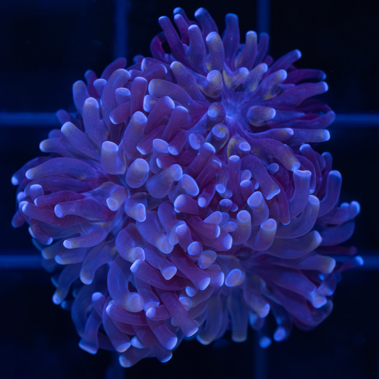 Purple Branching Hammer Coral
