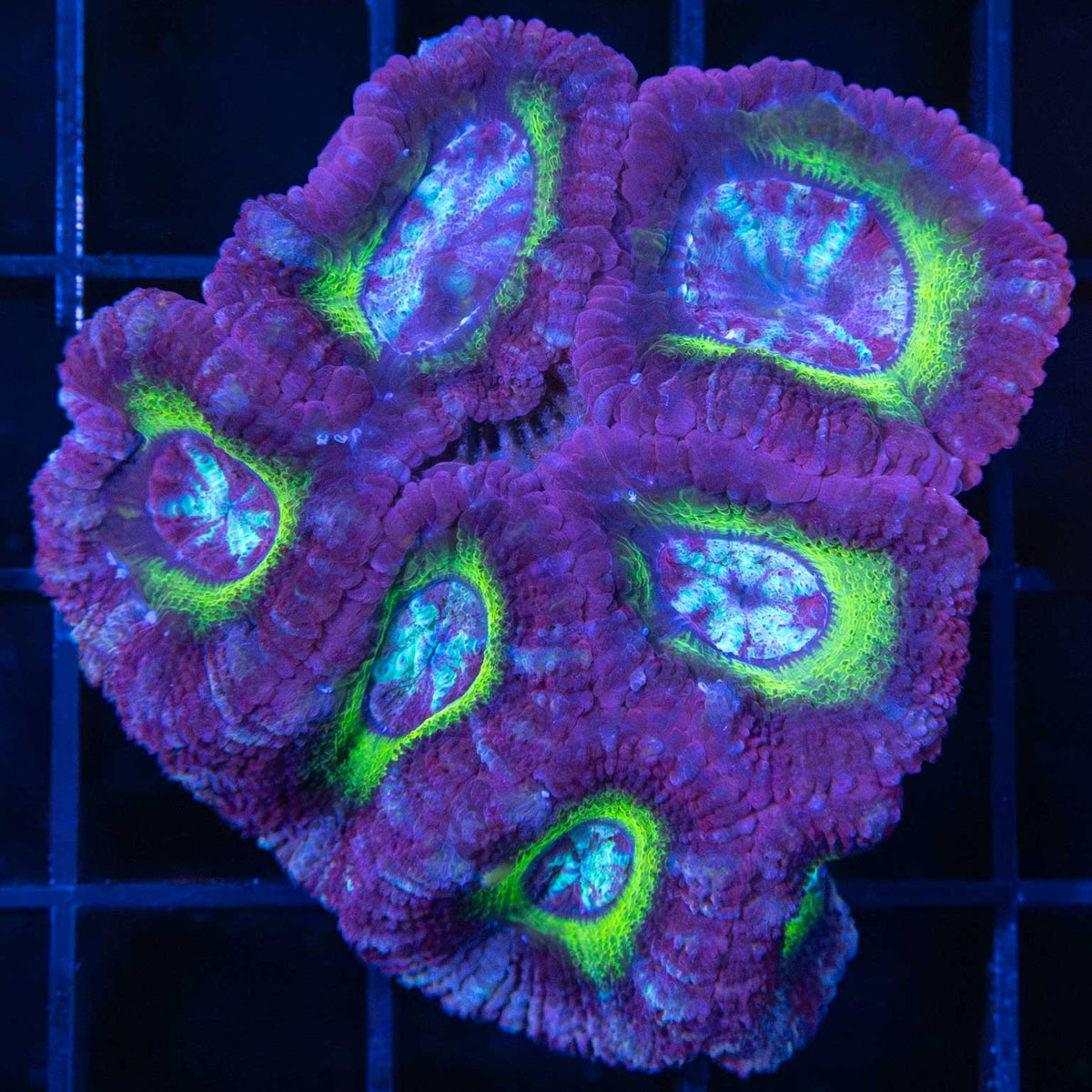 asian acan purple highlighter xl frag