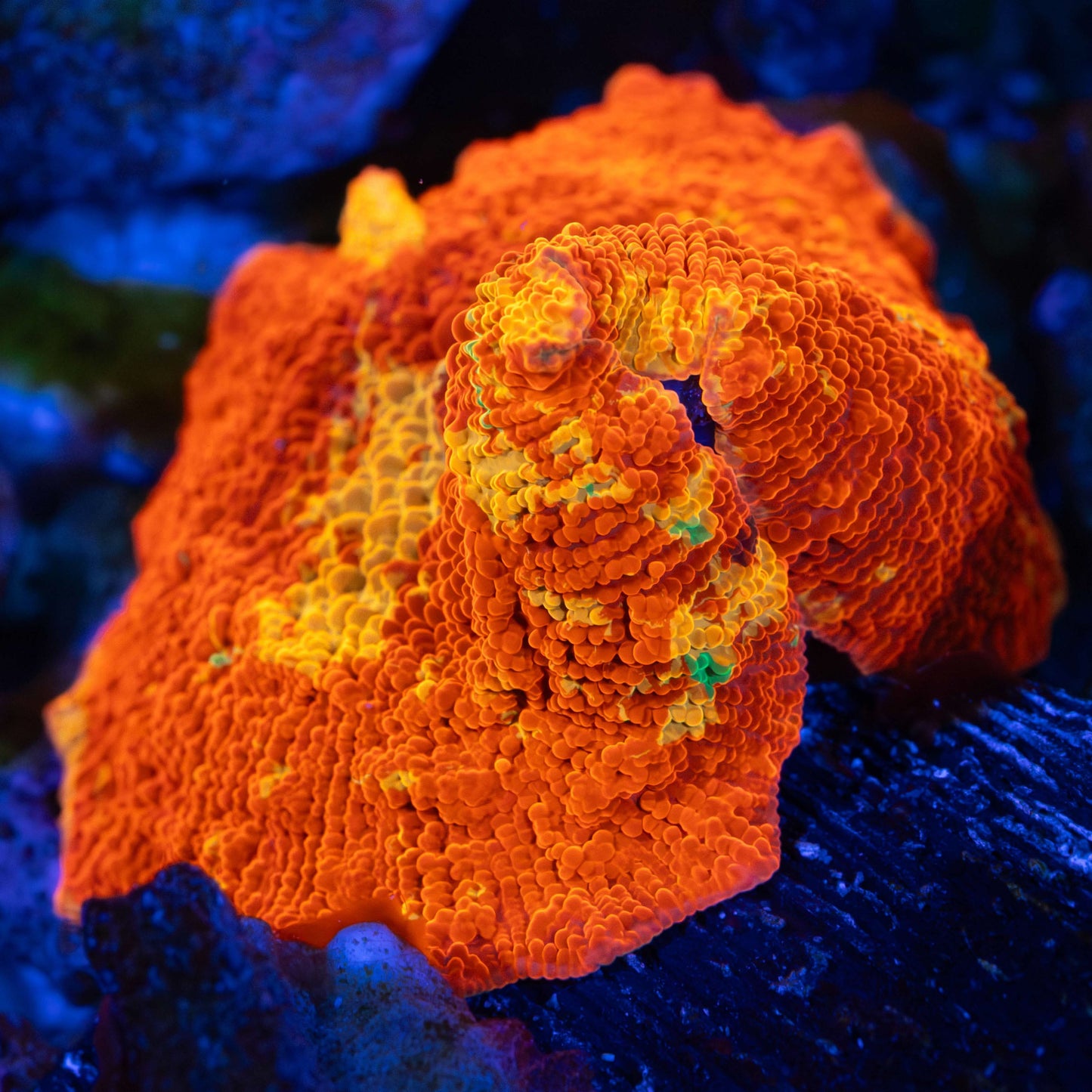 purple monster mushroom coral