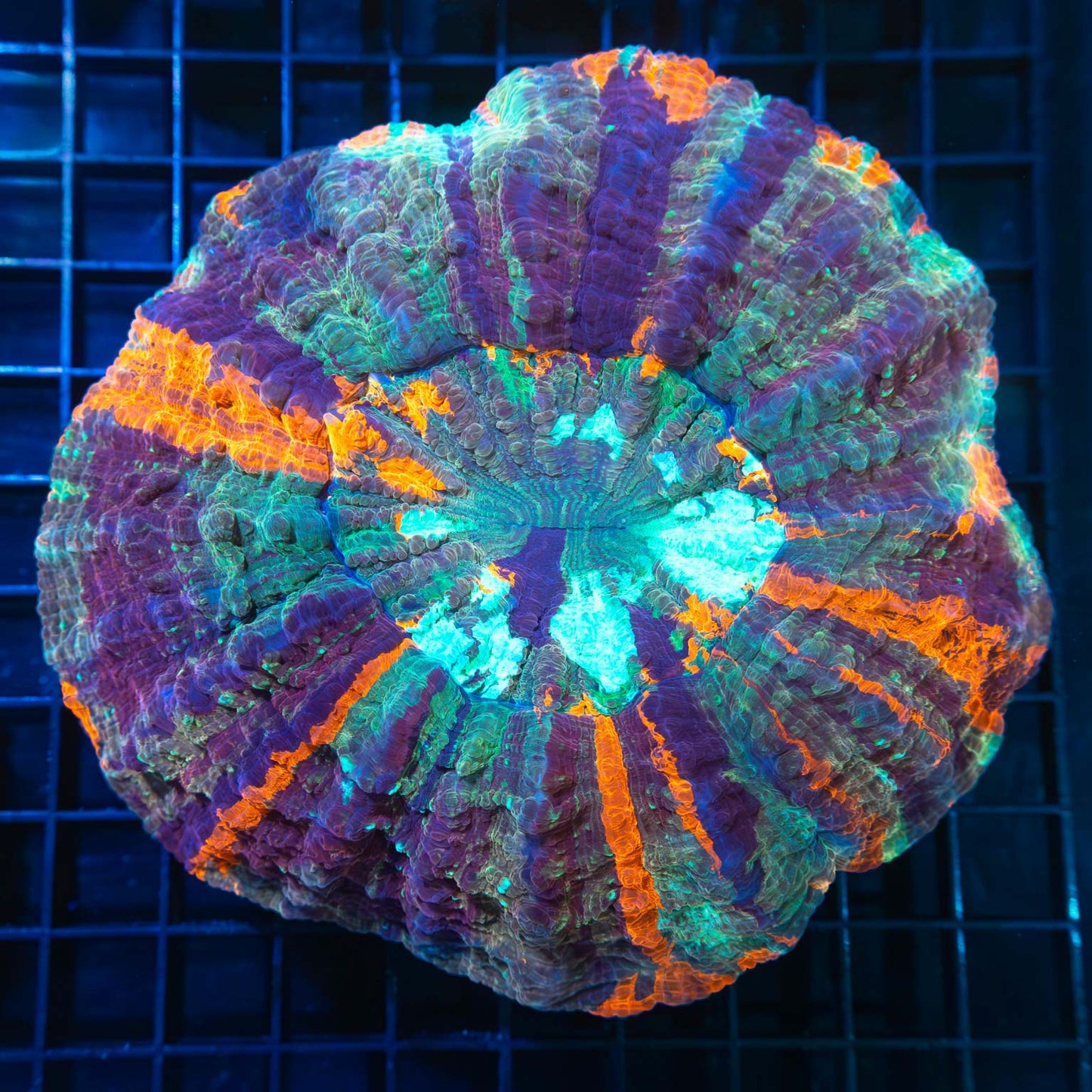 Purple Rainbow Acanthophyllia
