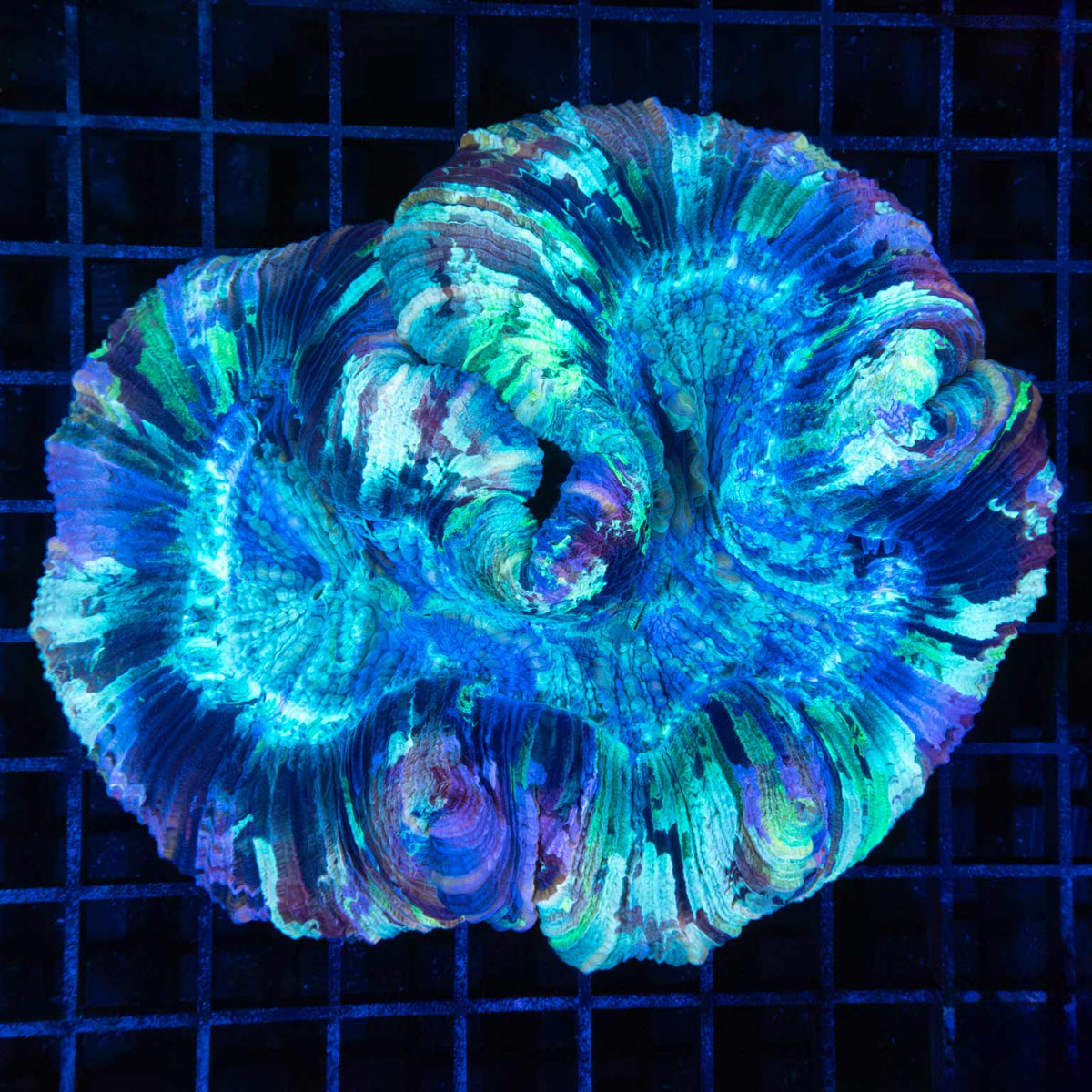 Flat bottom Trachyphyllia 5.25"