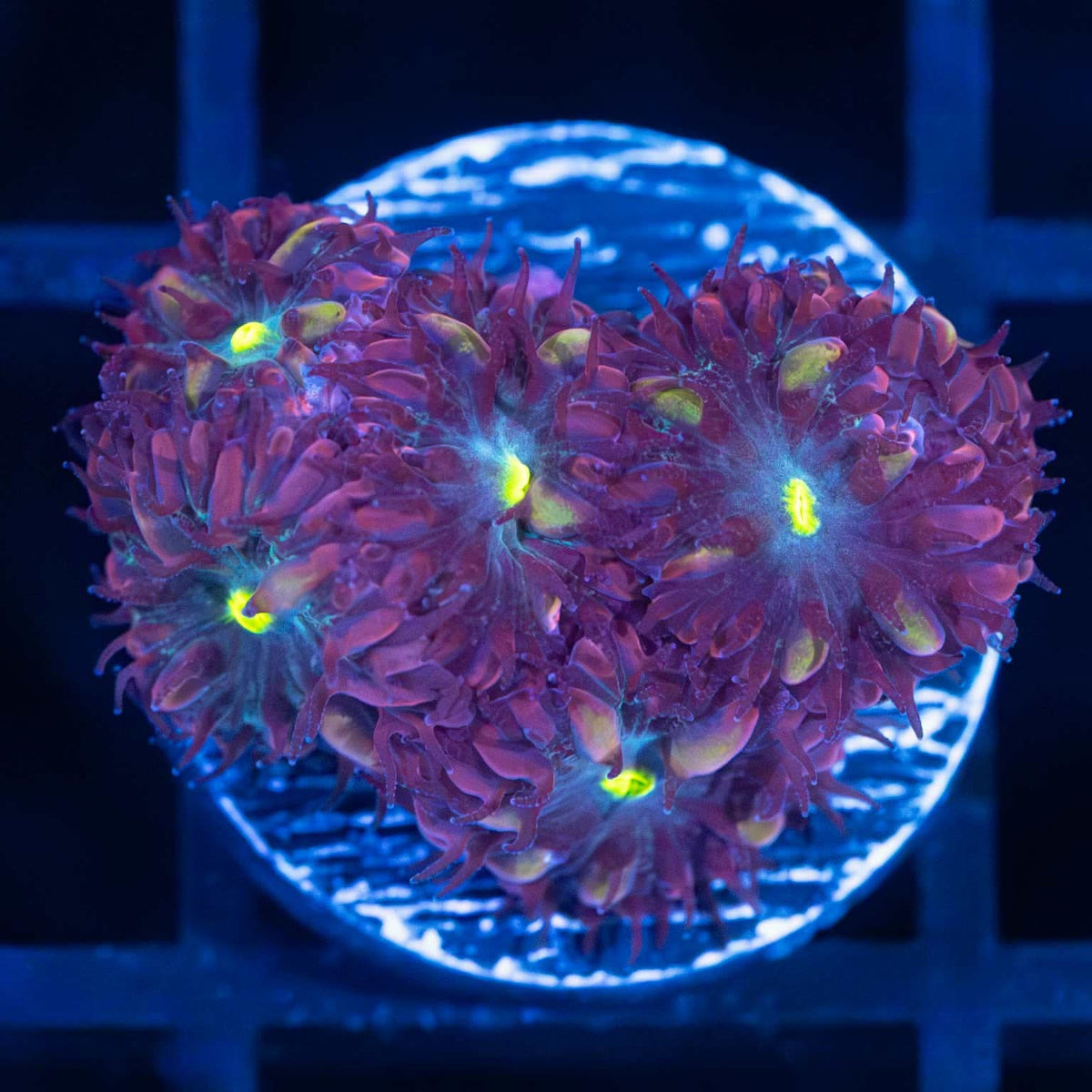 Purple Raven Blastos