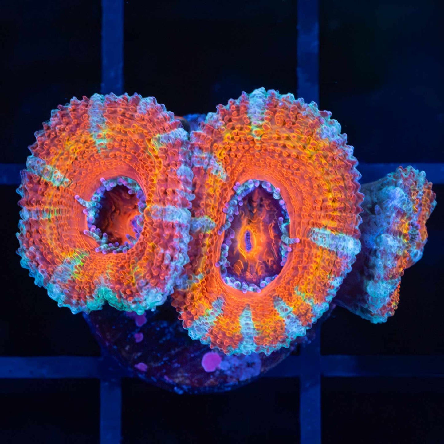 Rainbow Acan