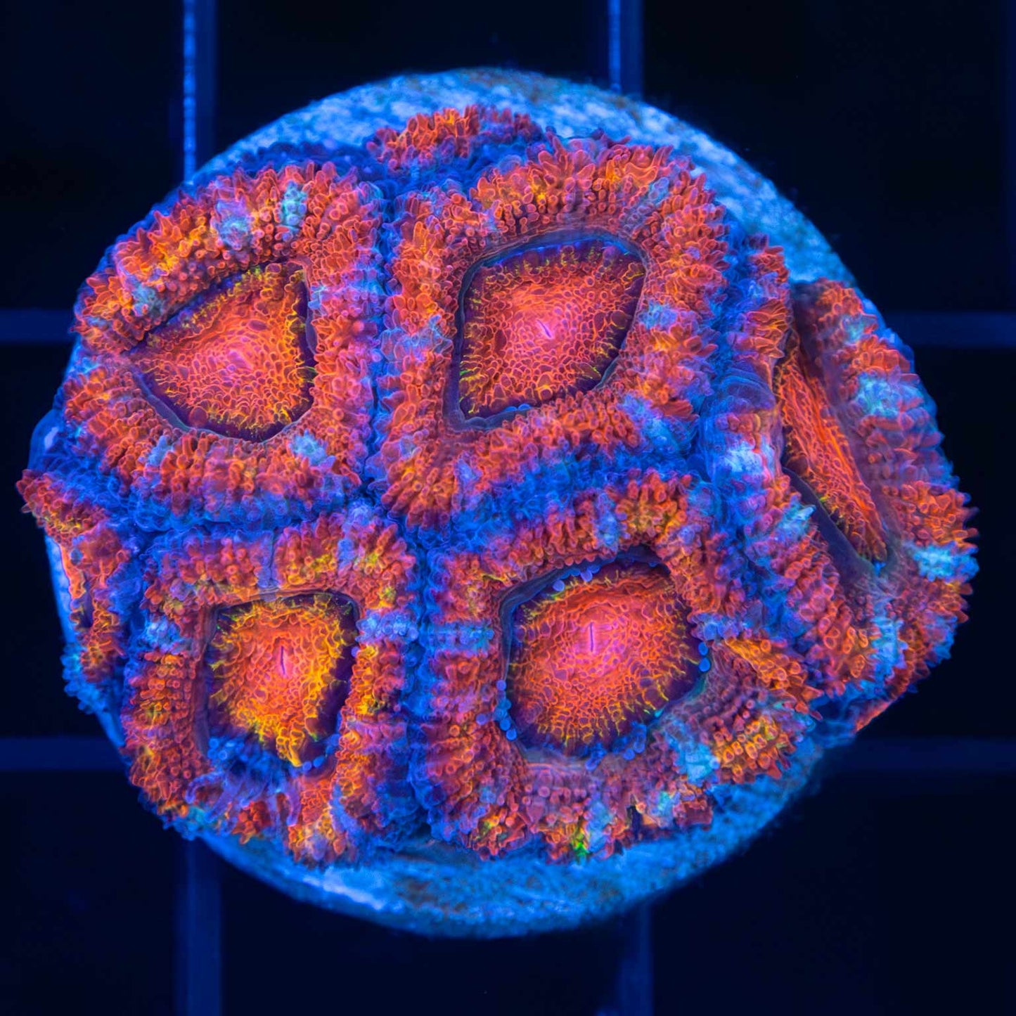 Rainbow Acan