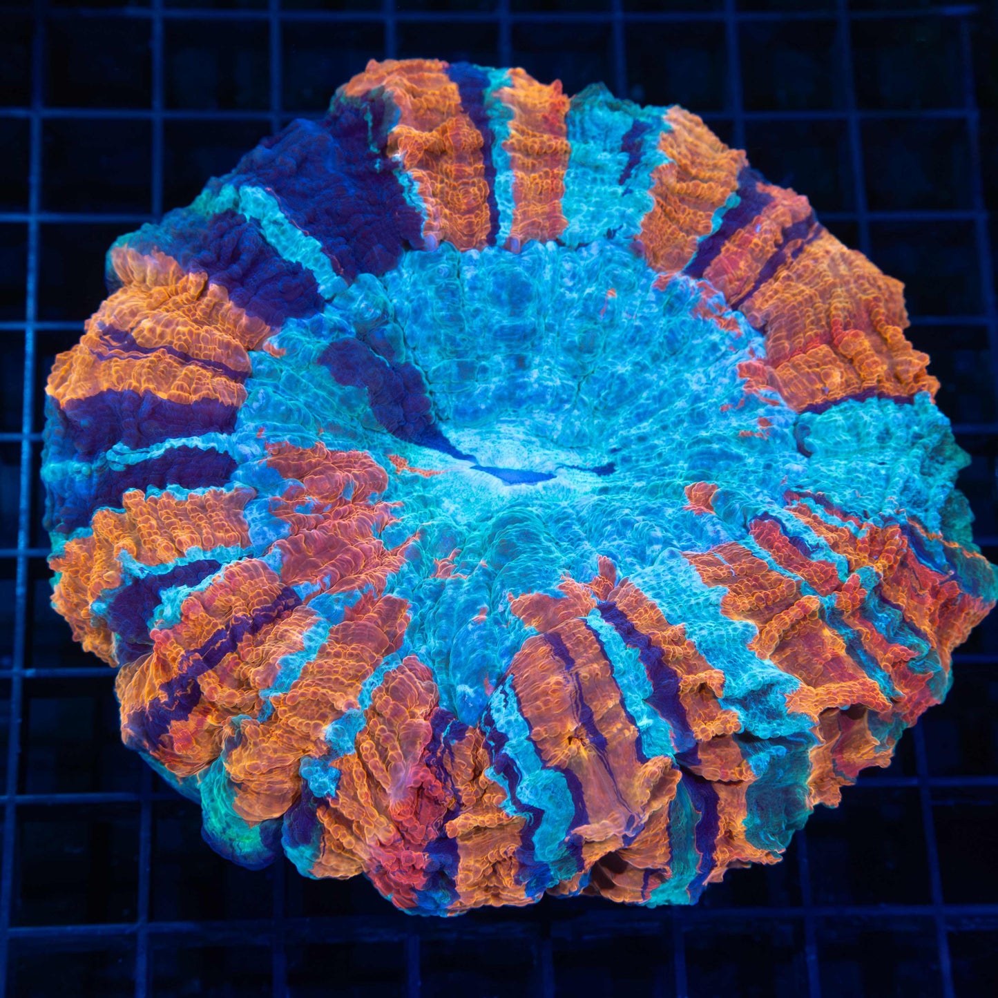 Rainbow Acanthophyllia 5"