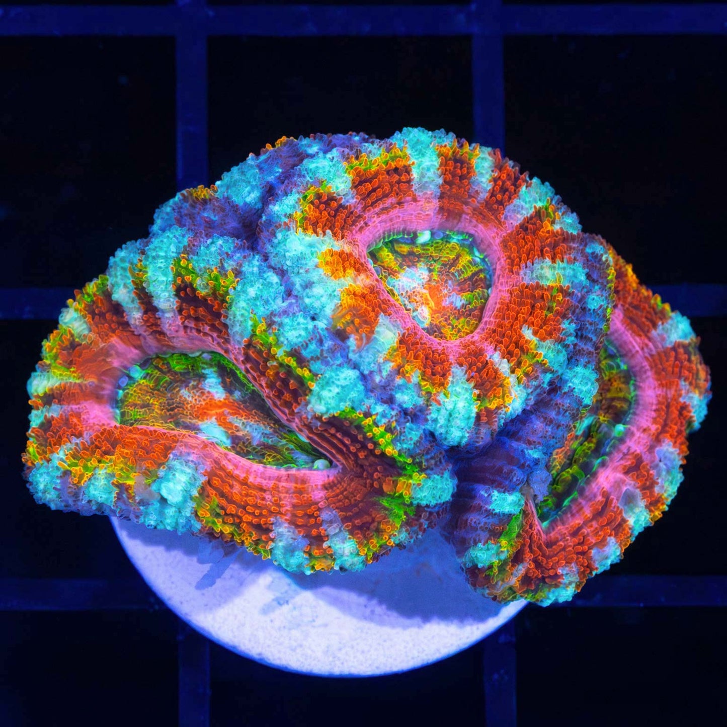 Rainbow Blossom Acan