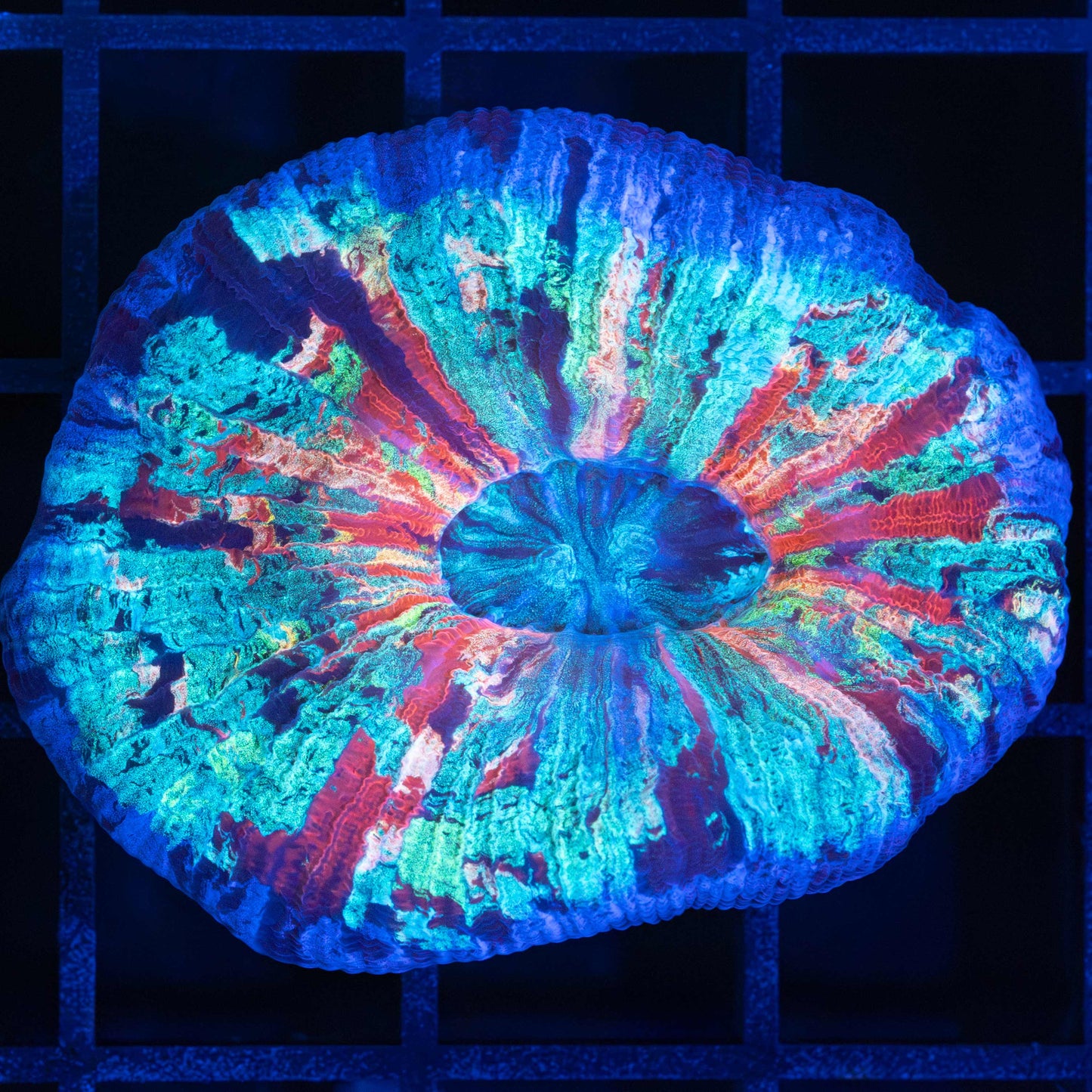 Rainbow Trachyphyllia