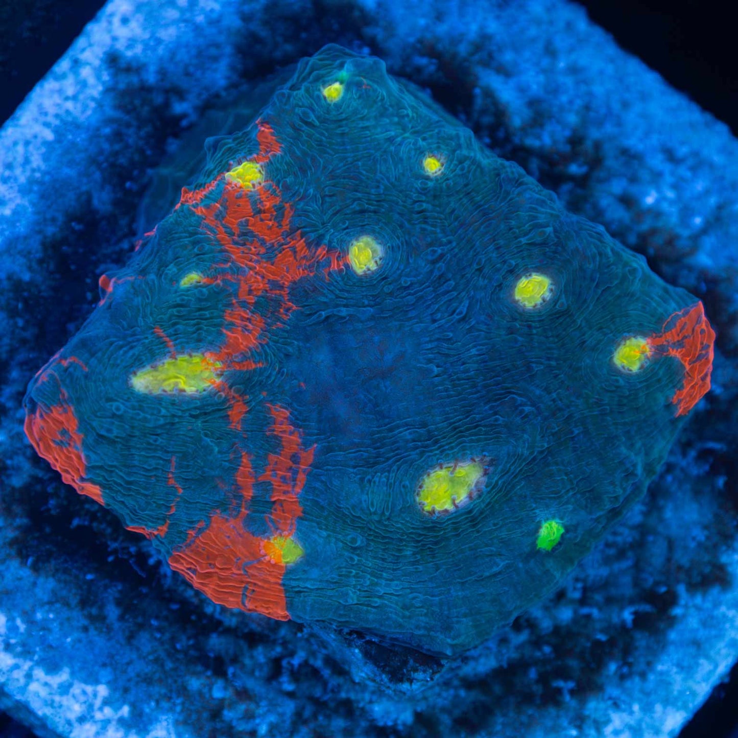 Rainbow Chalice Colony