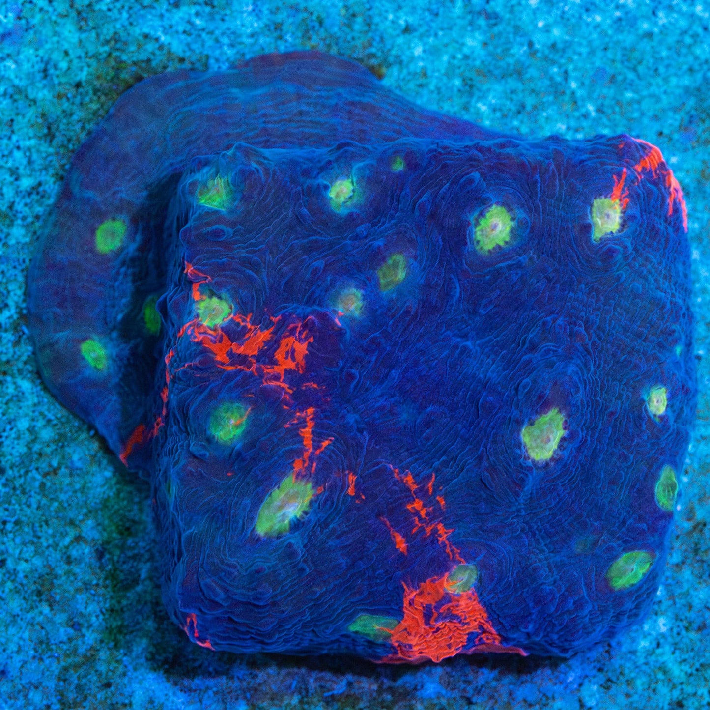 Rainbow Chalice Colony 2"