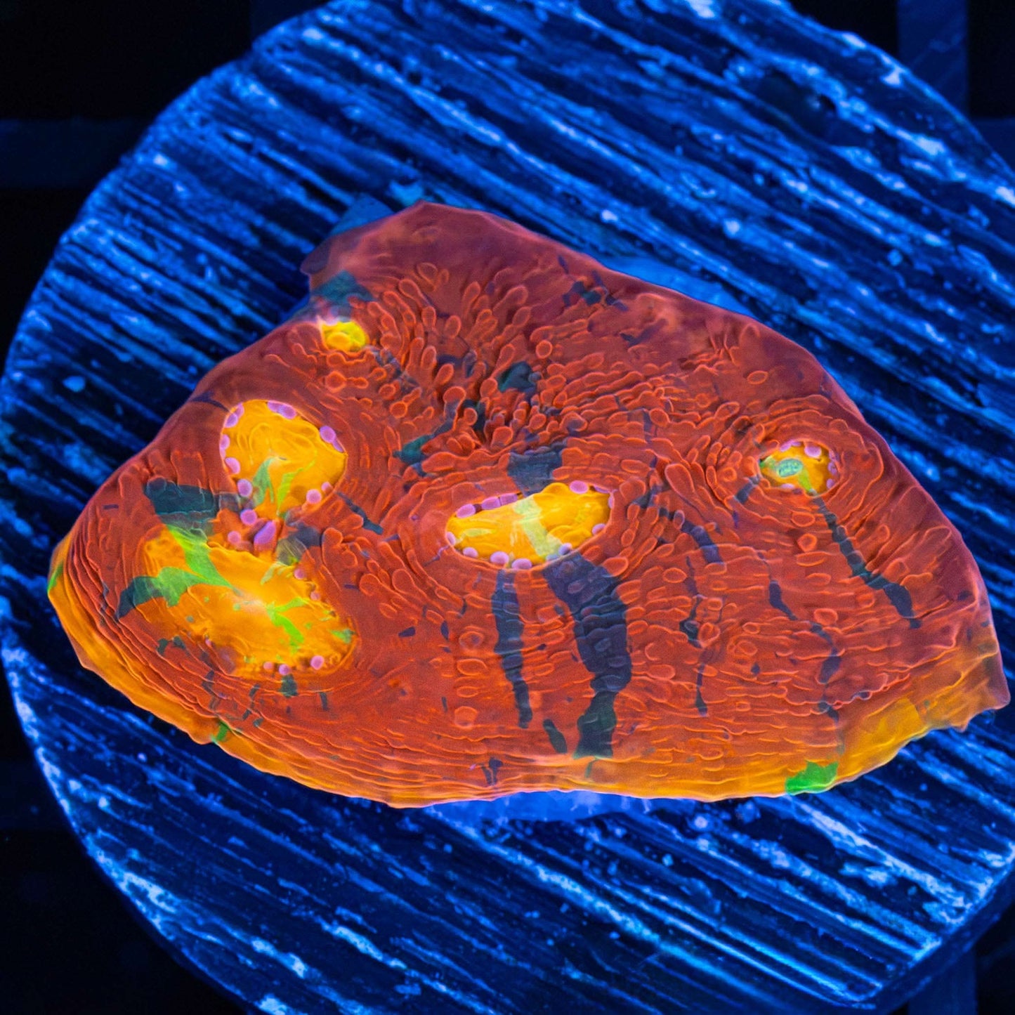 Rainbow Chalice Coral