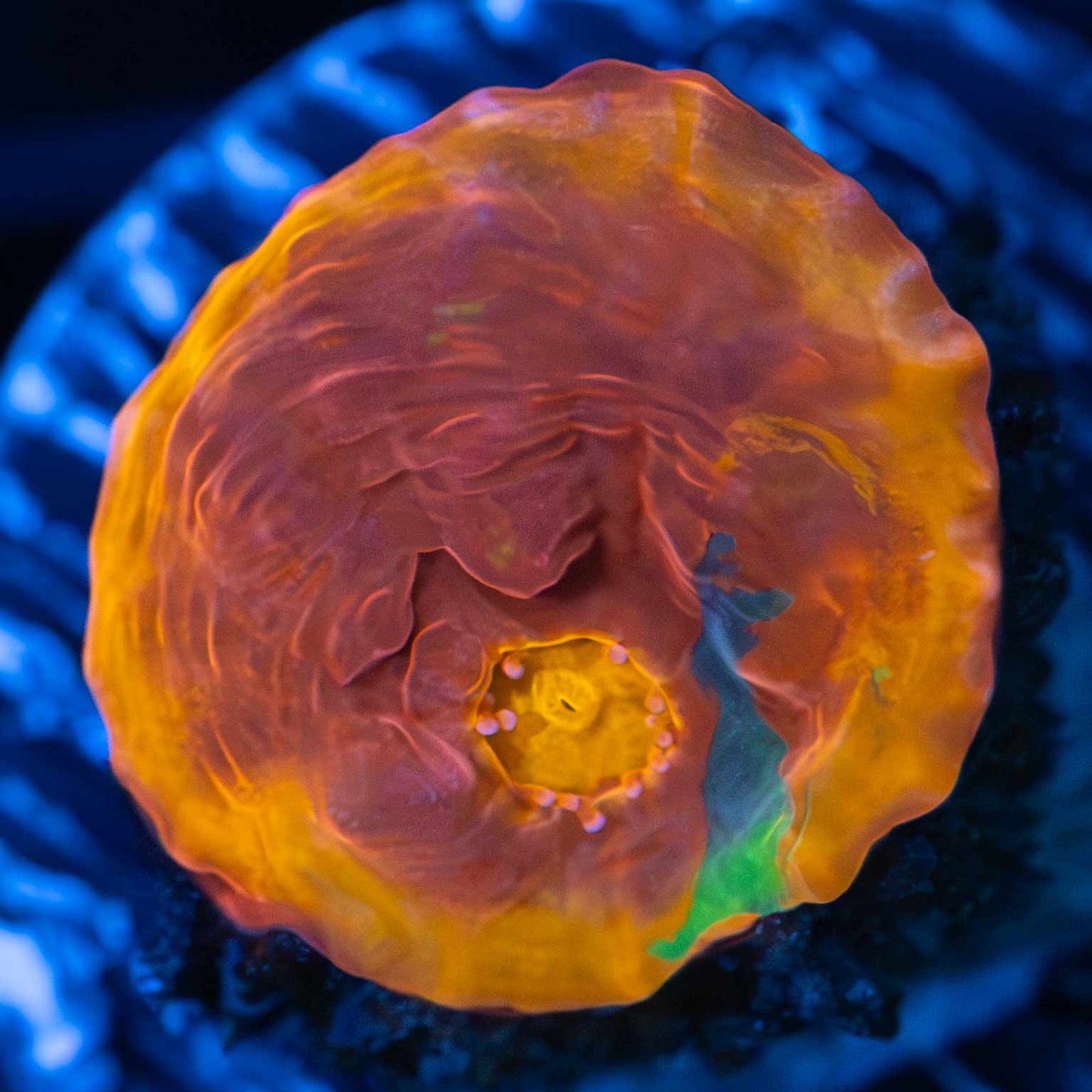 Rainbow Chalice