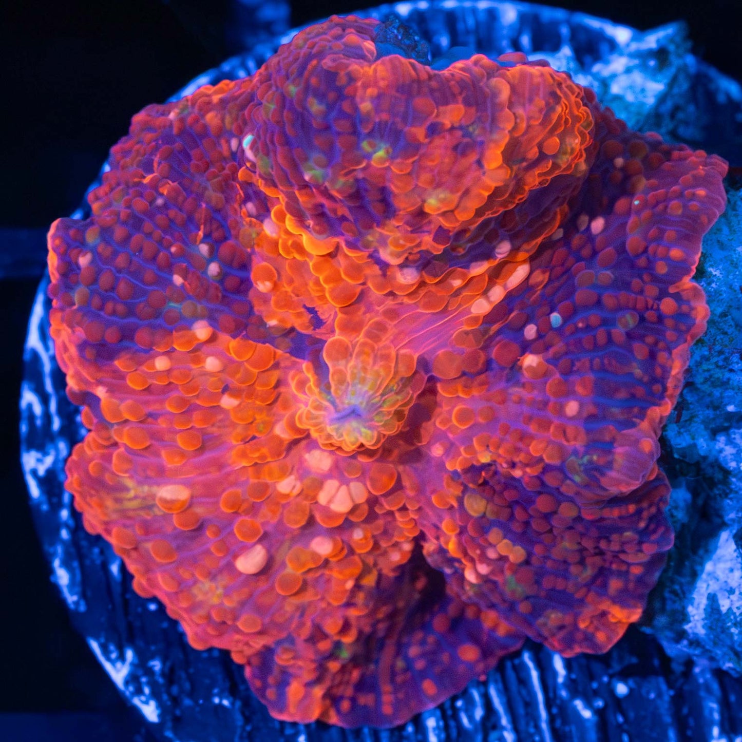 Rainbow Deadpool Mushroom Coral