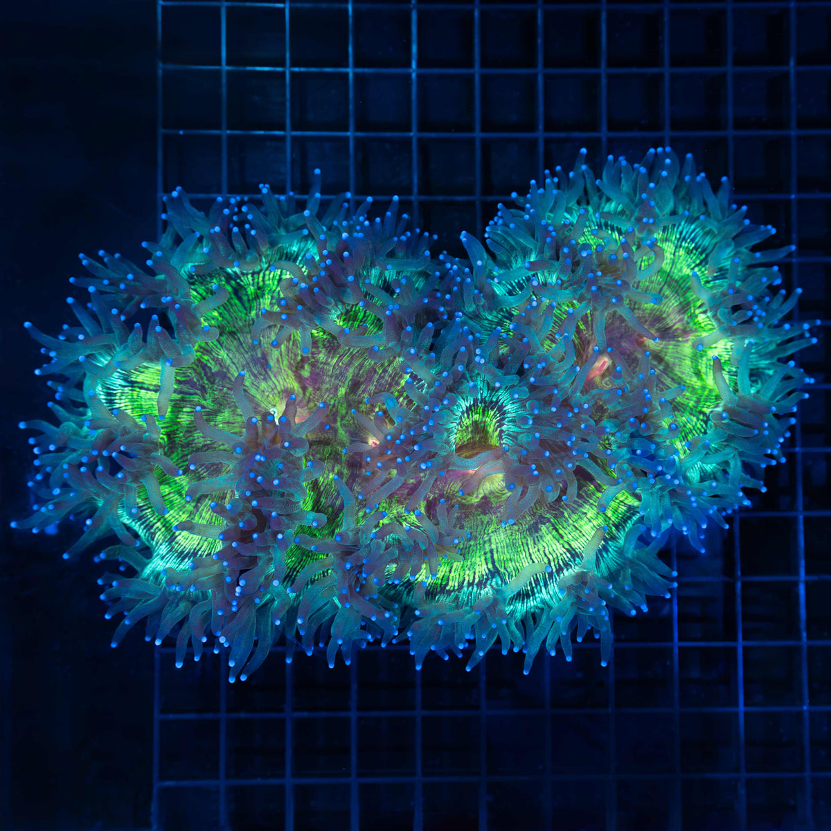 XL Rainbow Elegance Coral 9"